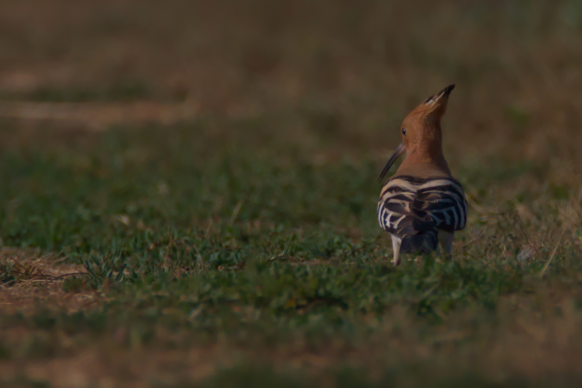 Hoopoe