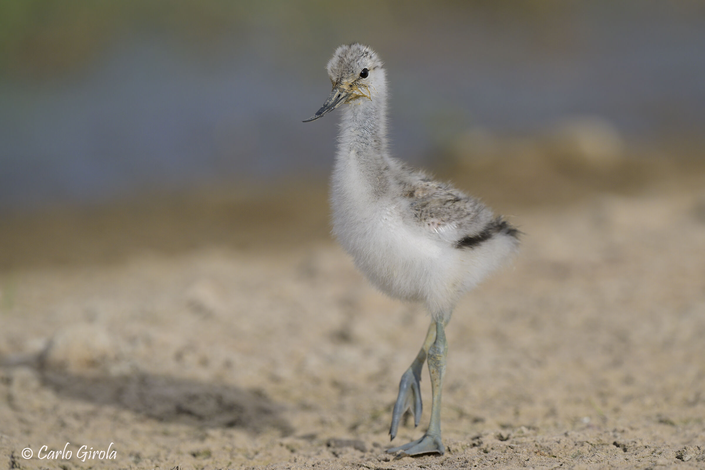 Avocetta (Recurvirostra avosetta)