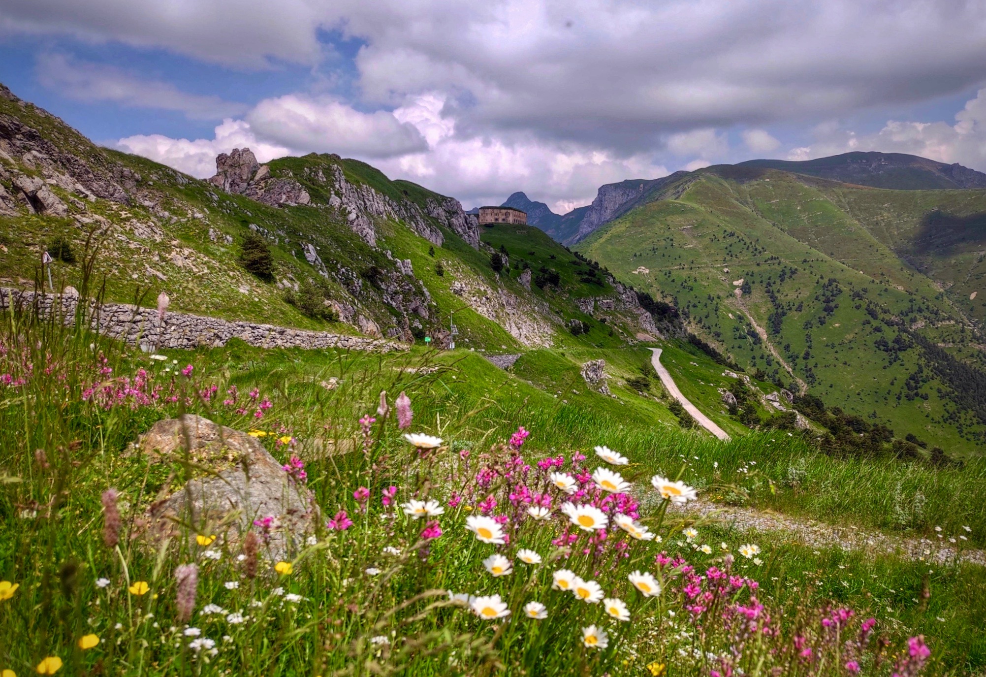 Blooms at high altitudes