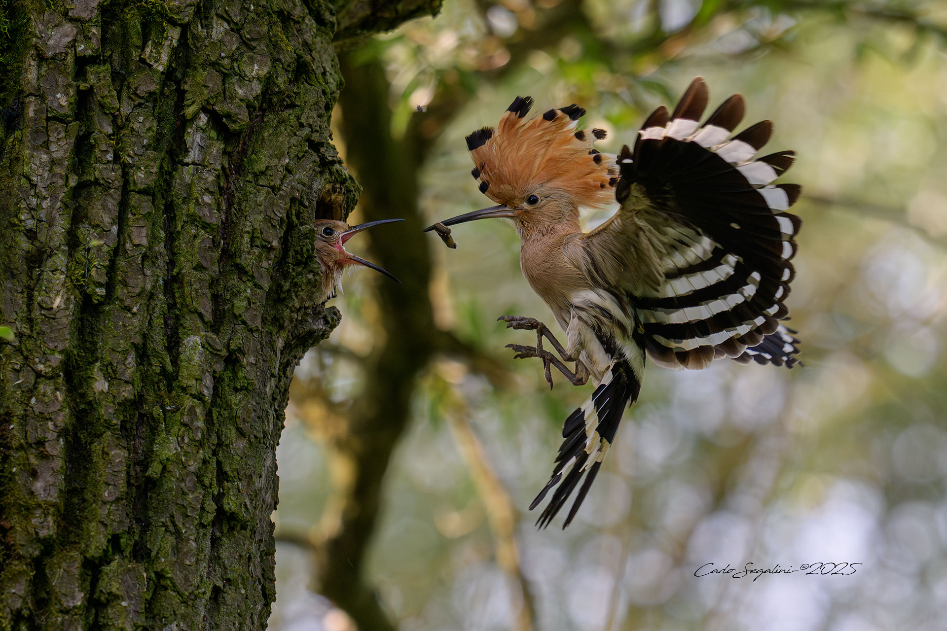 Upupa, imbeccata in volo
