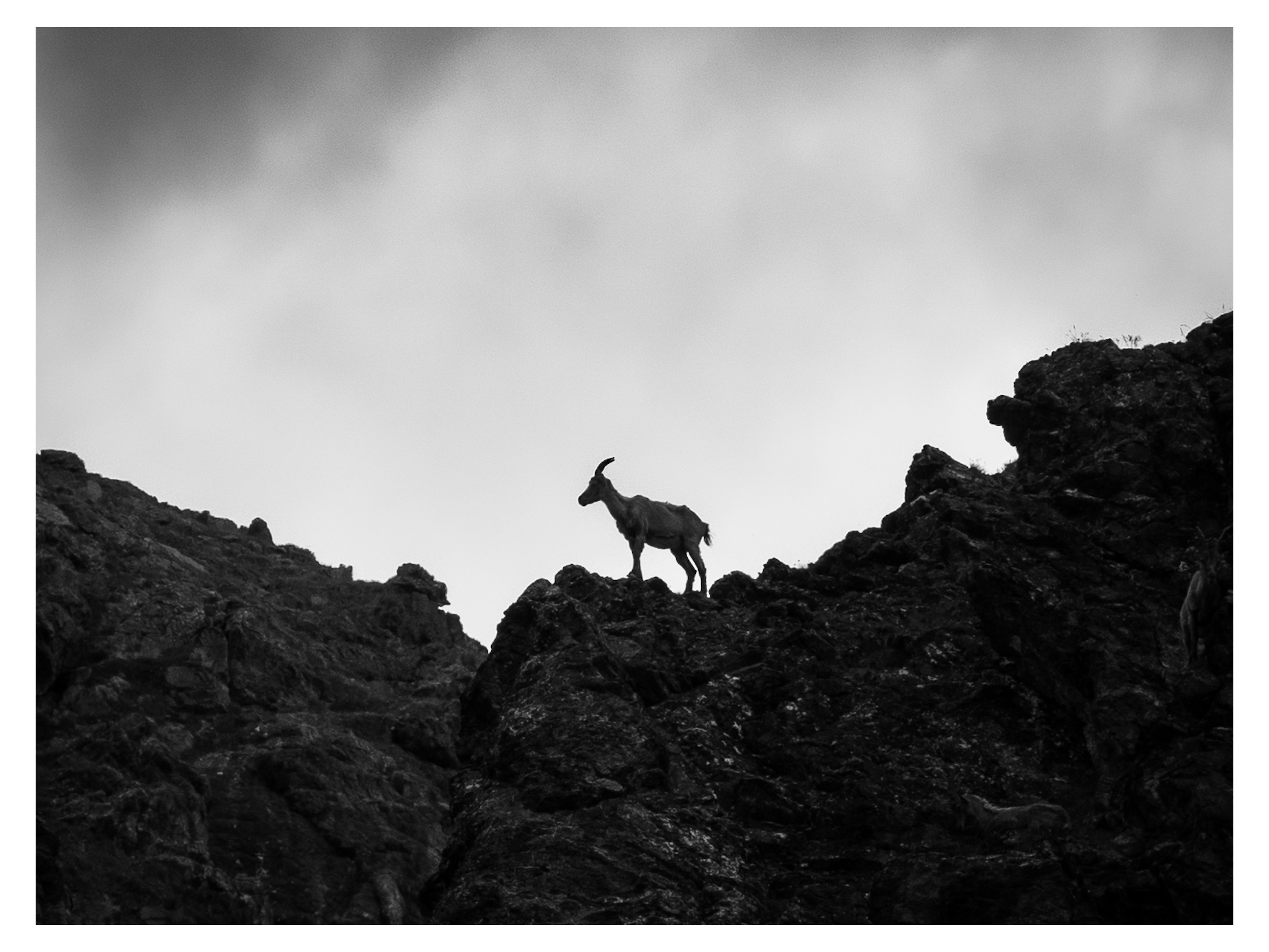 Capra ibex