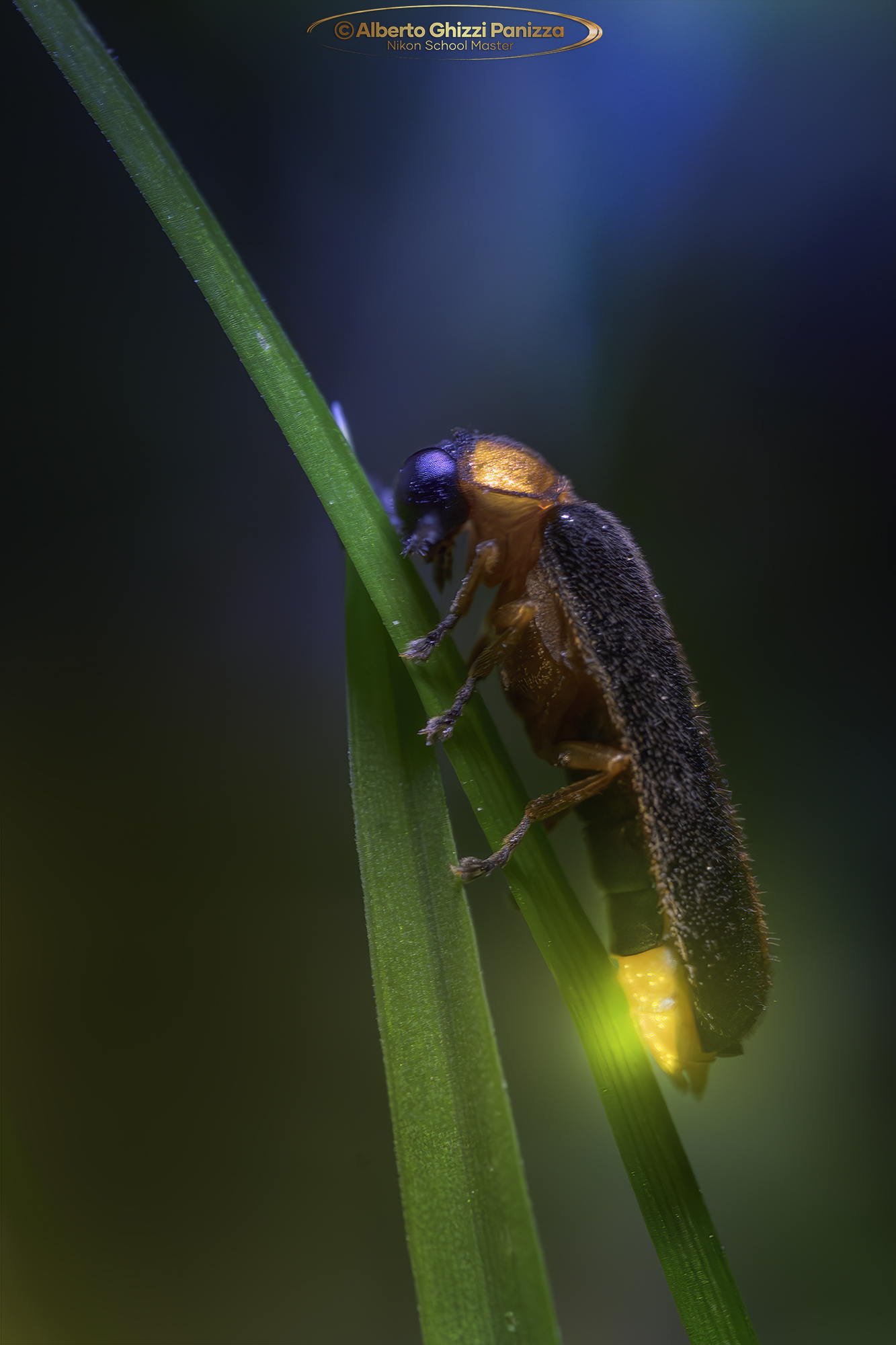 Firefly on grass stem