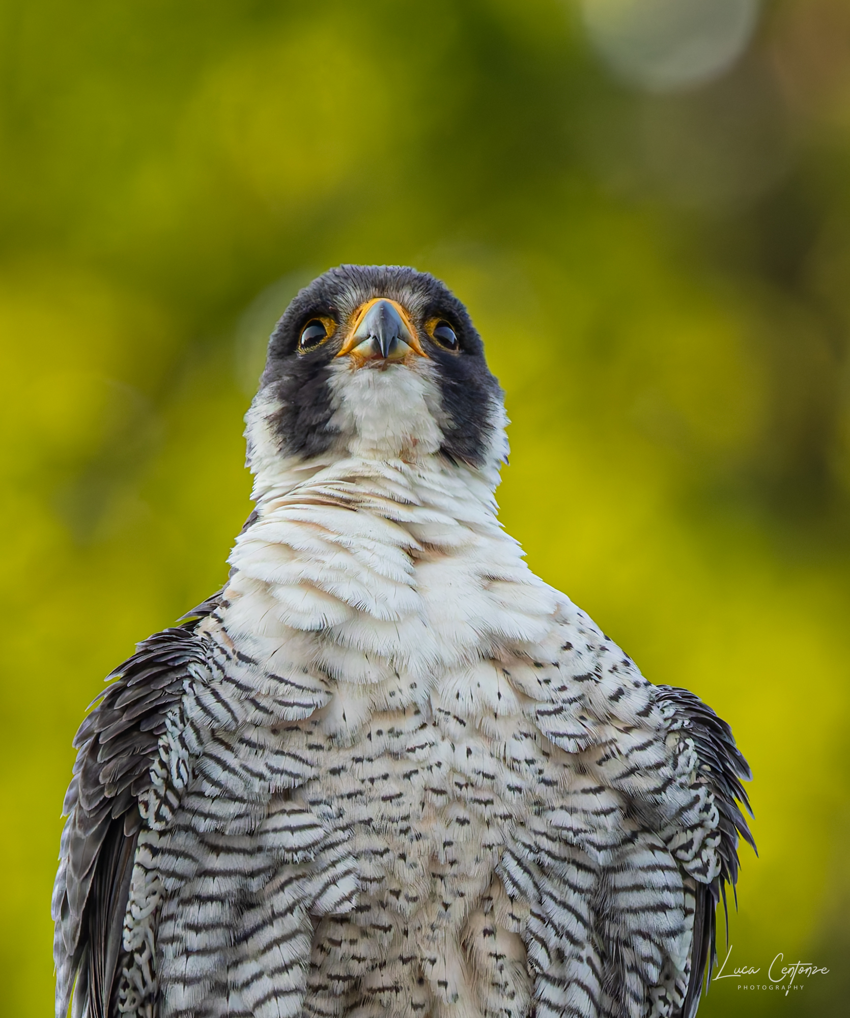 Portrait of Peregrine Falcon