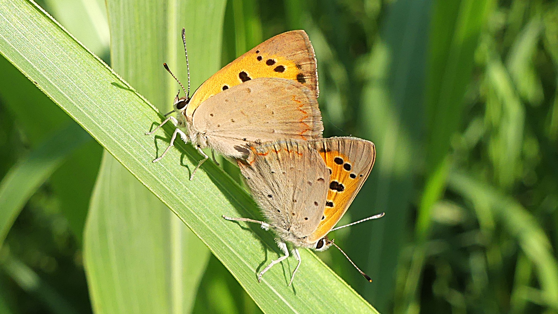 Lycaena phlaeas