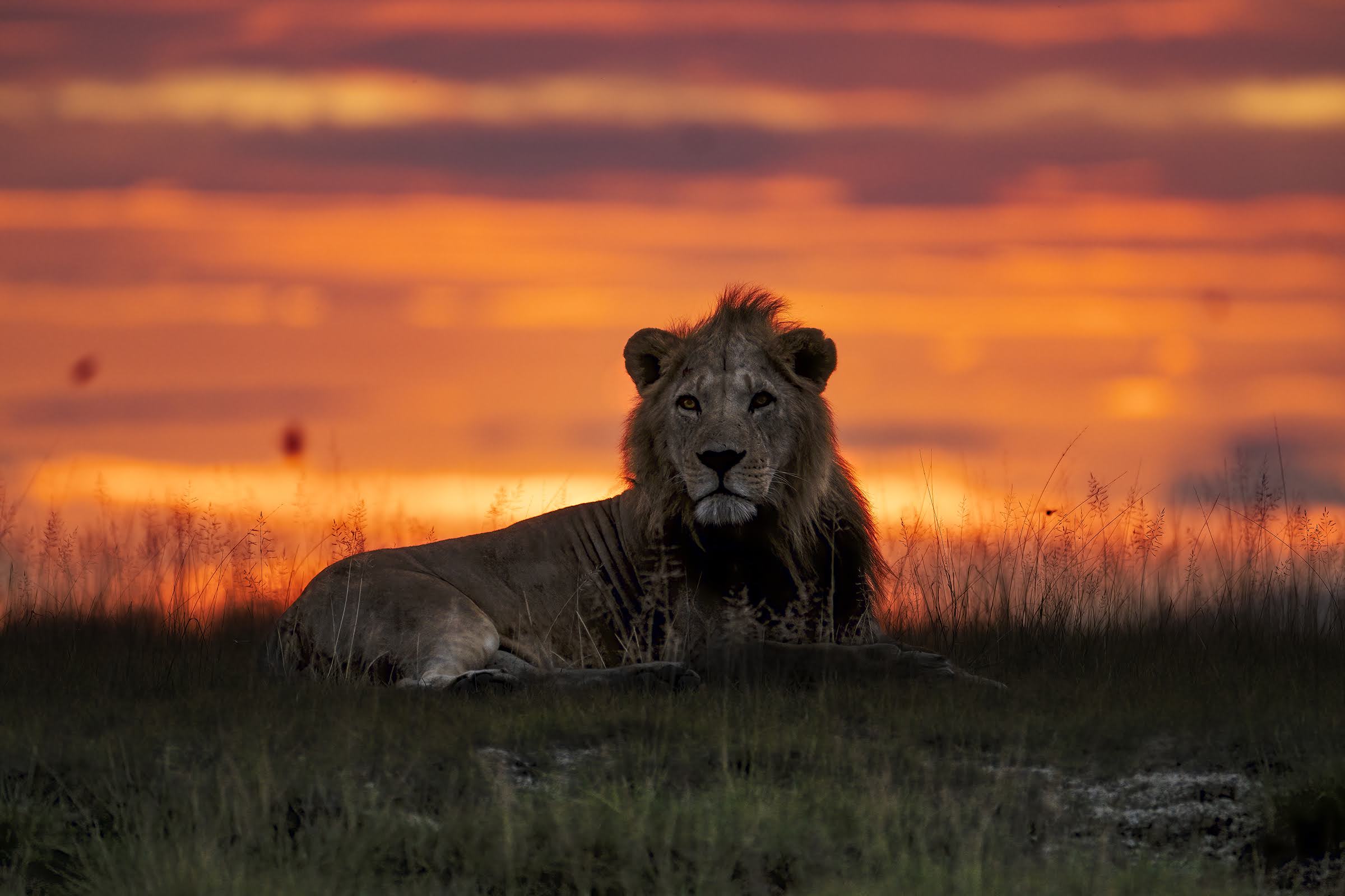 Sunset with the king
