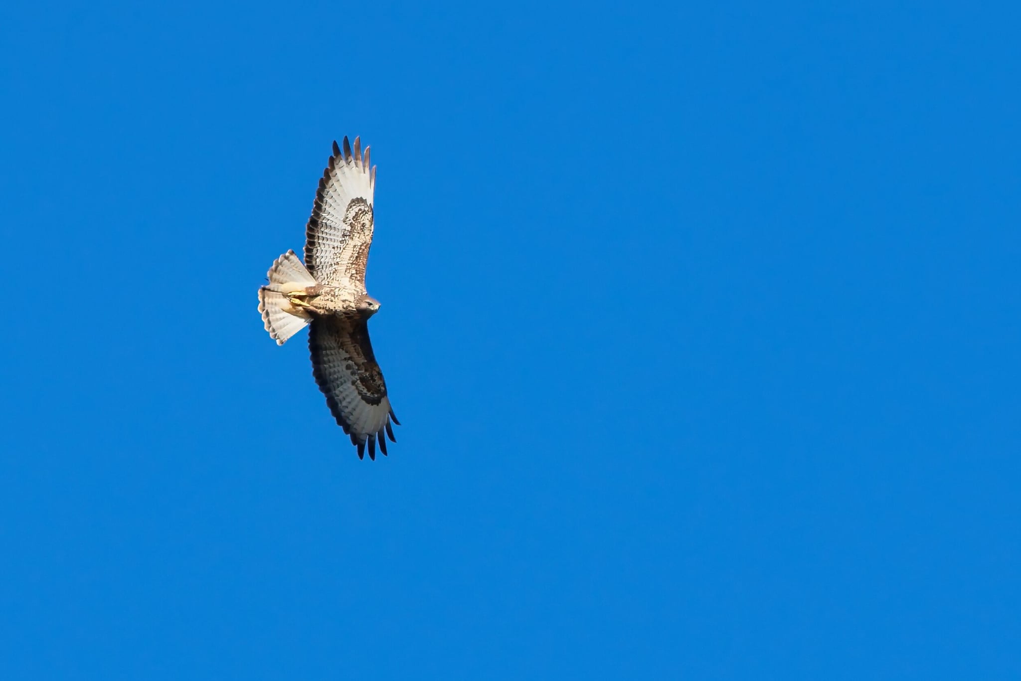 Buzzard