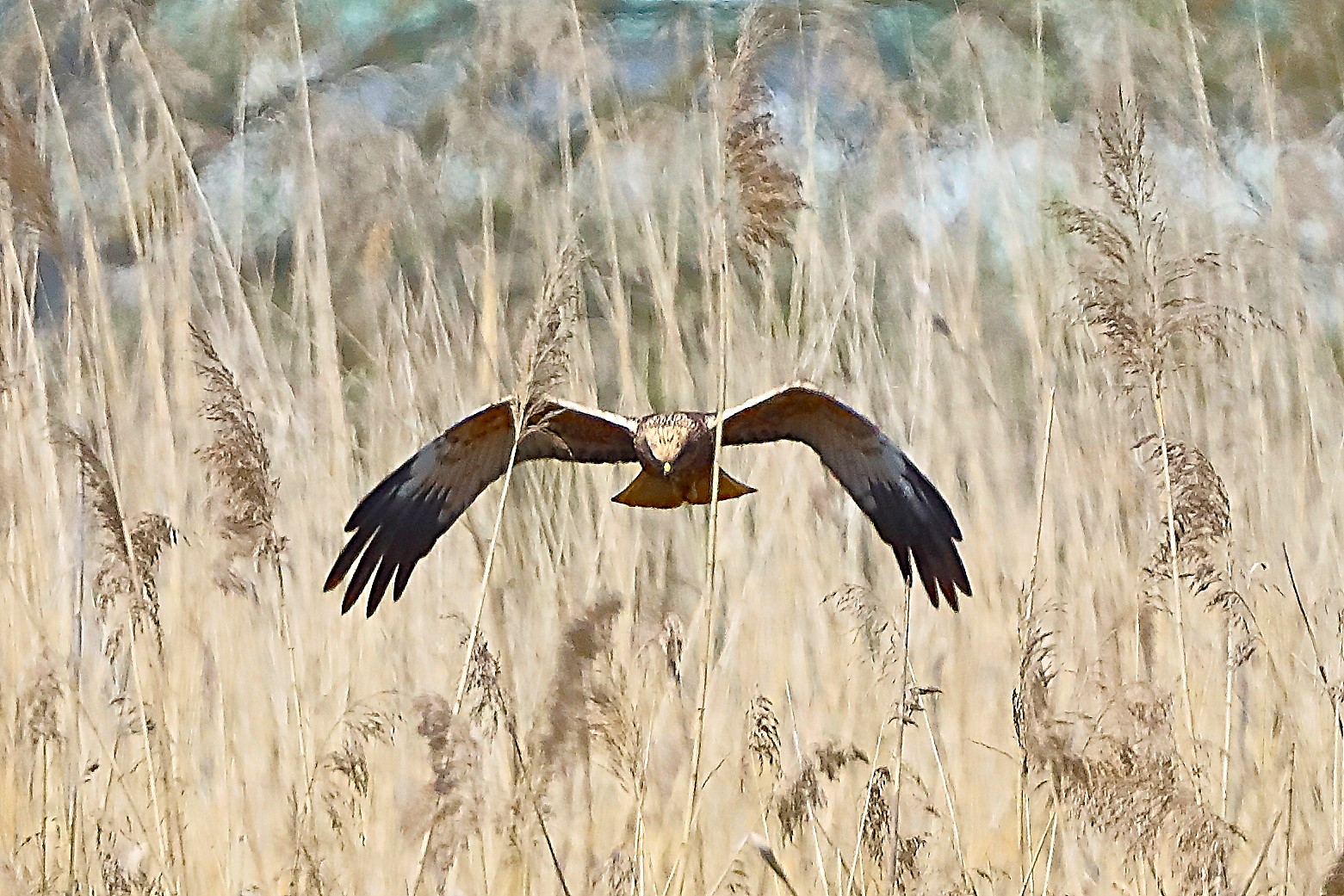 Falco di palude M 05 aprile 2025 - 0239