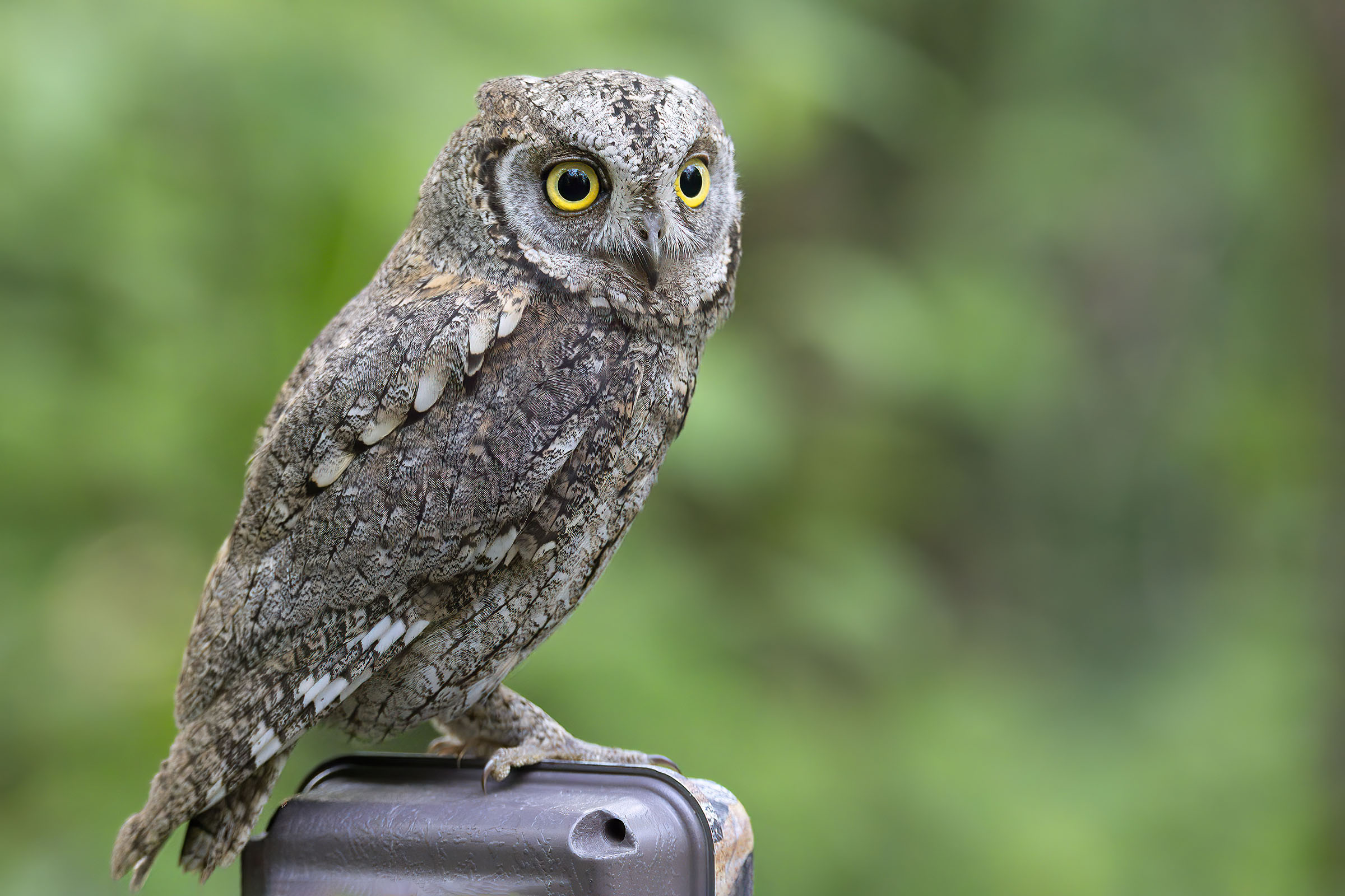 Scops owl and camera trap