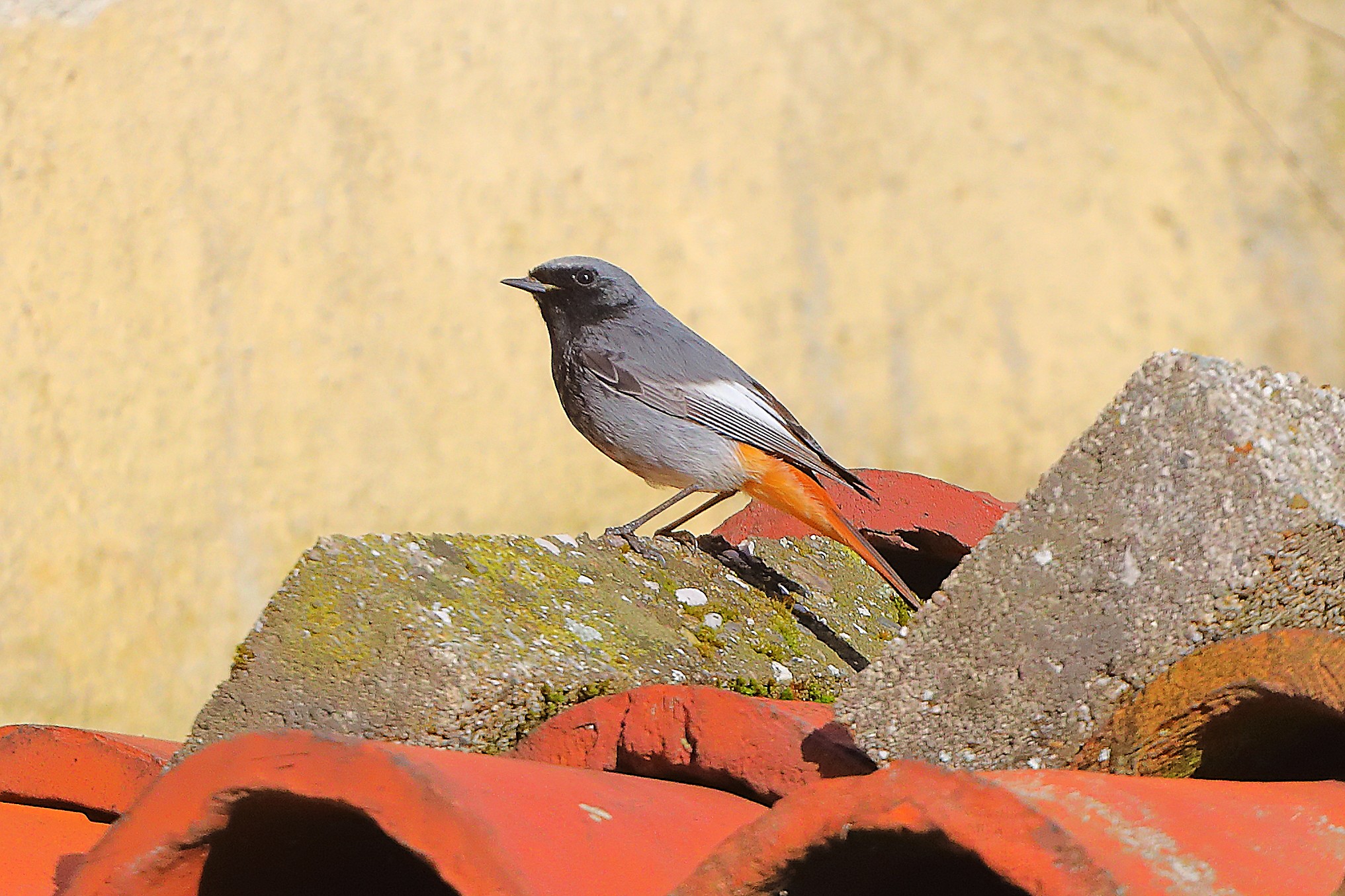 Codirosso S M 25 marzo 2025 - 0015