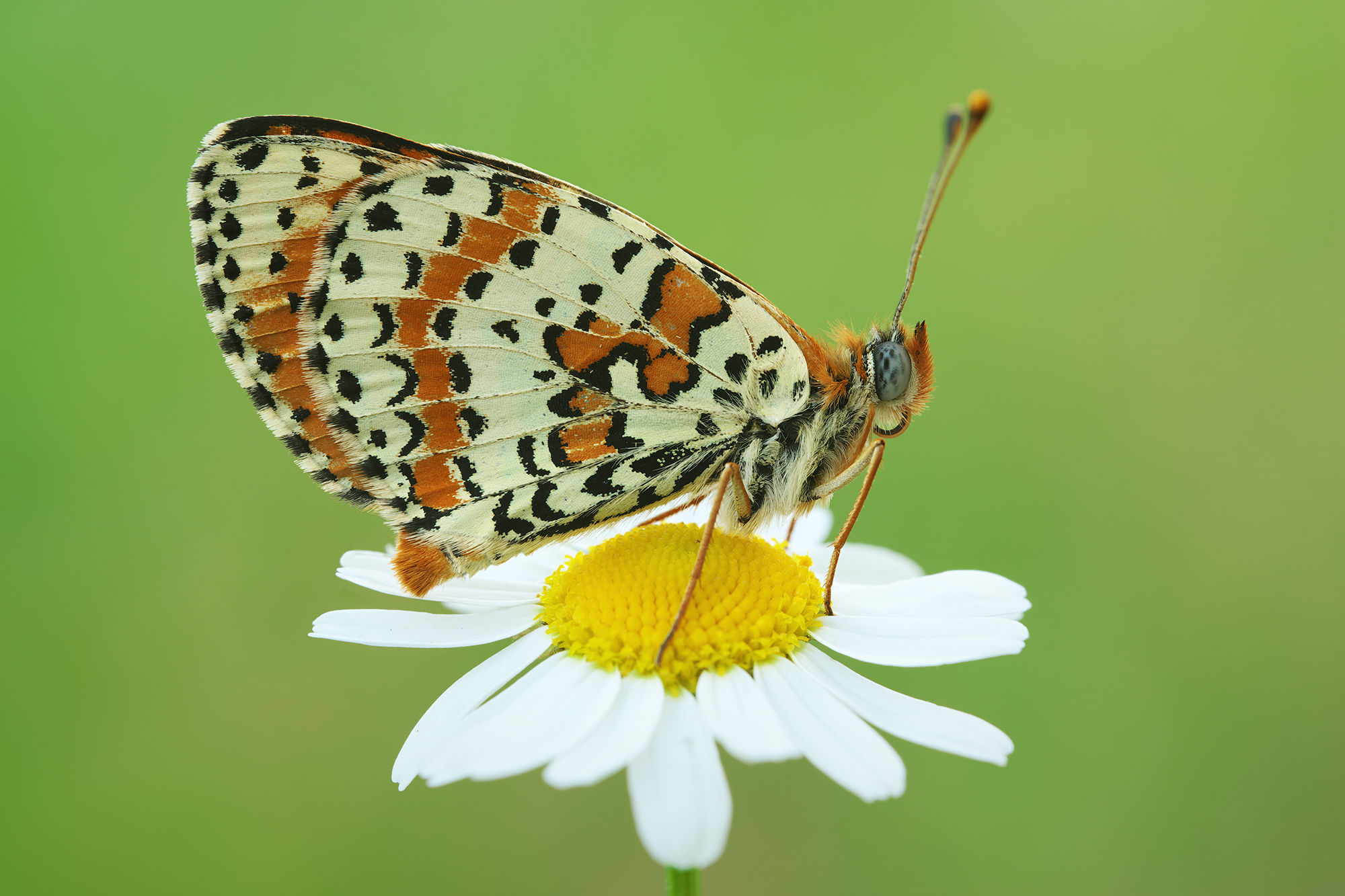 Melitaea didyma
