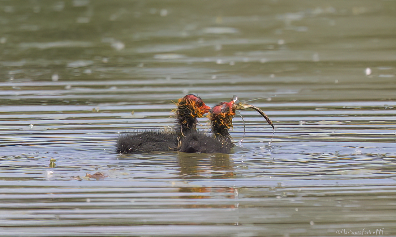 c'era una volta una Libellula...pulli di Folaga