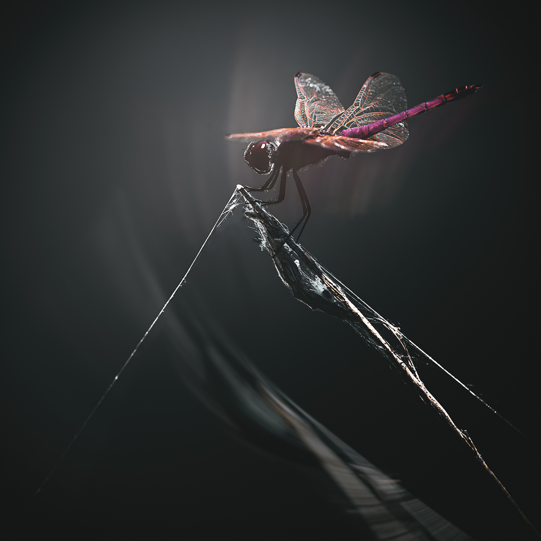 Dragonfly