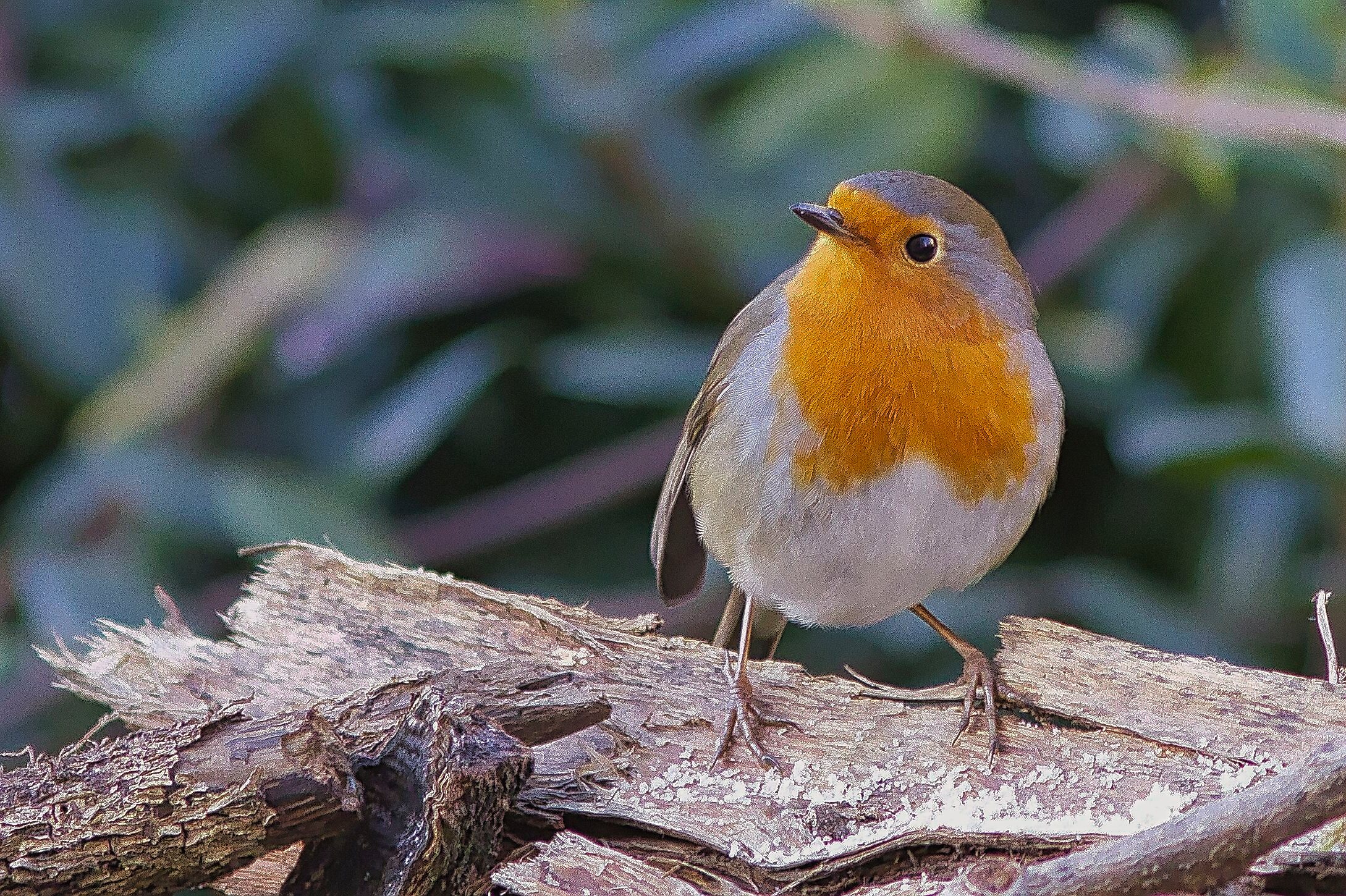 Robin