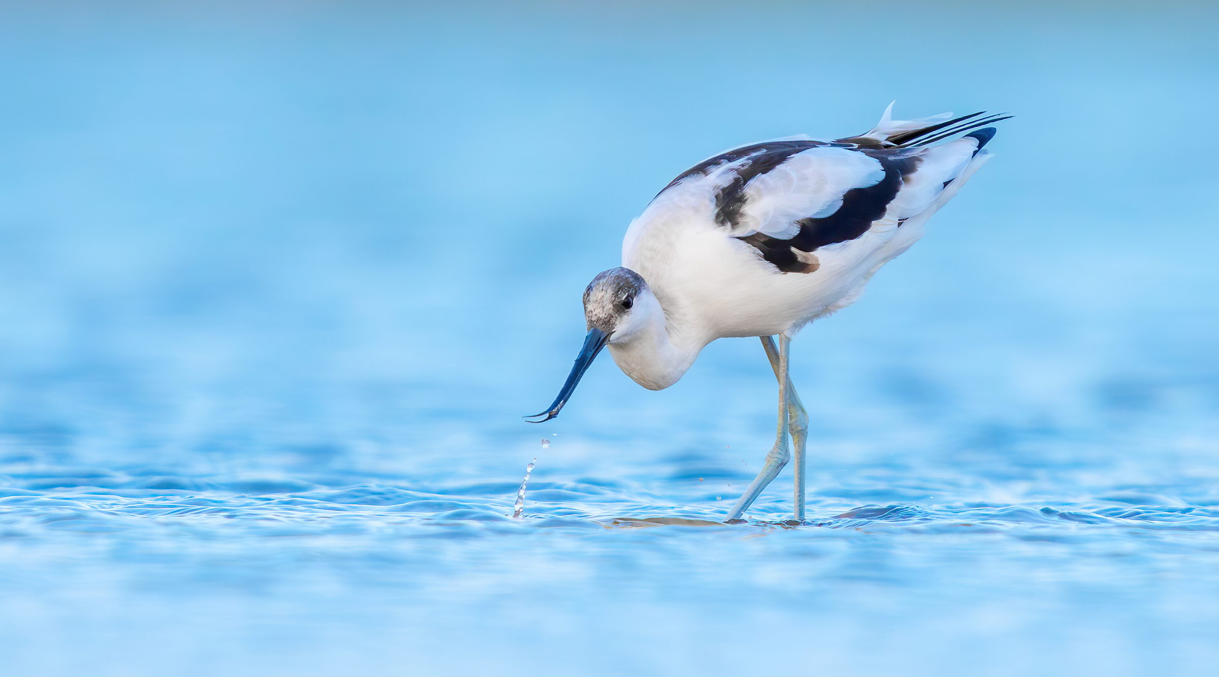 avocetta
