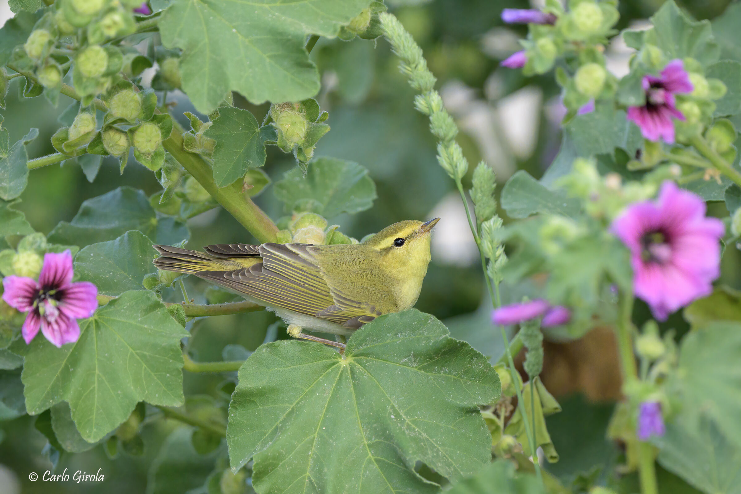 Luì verde (Phylloscopus sibilatrix)