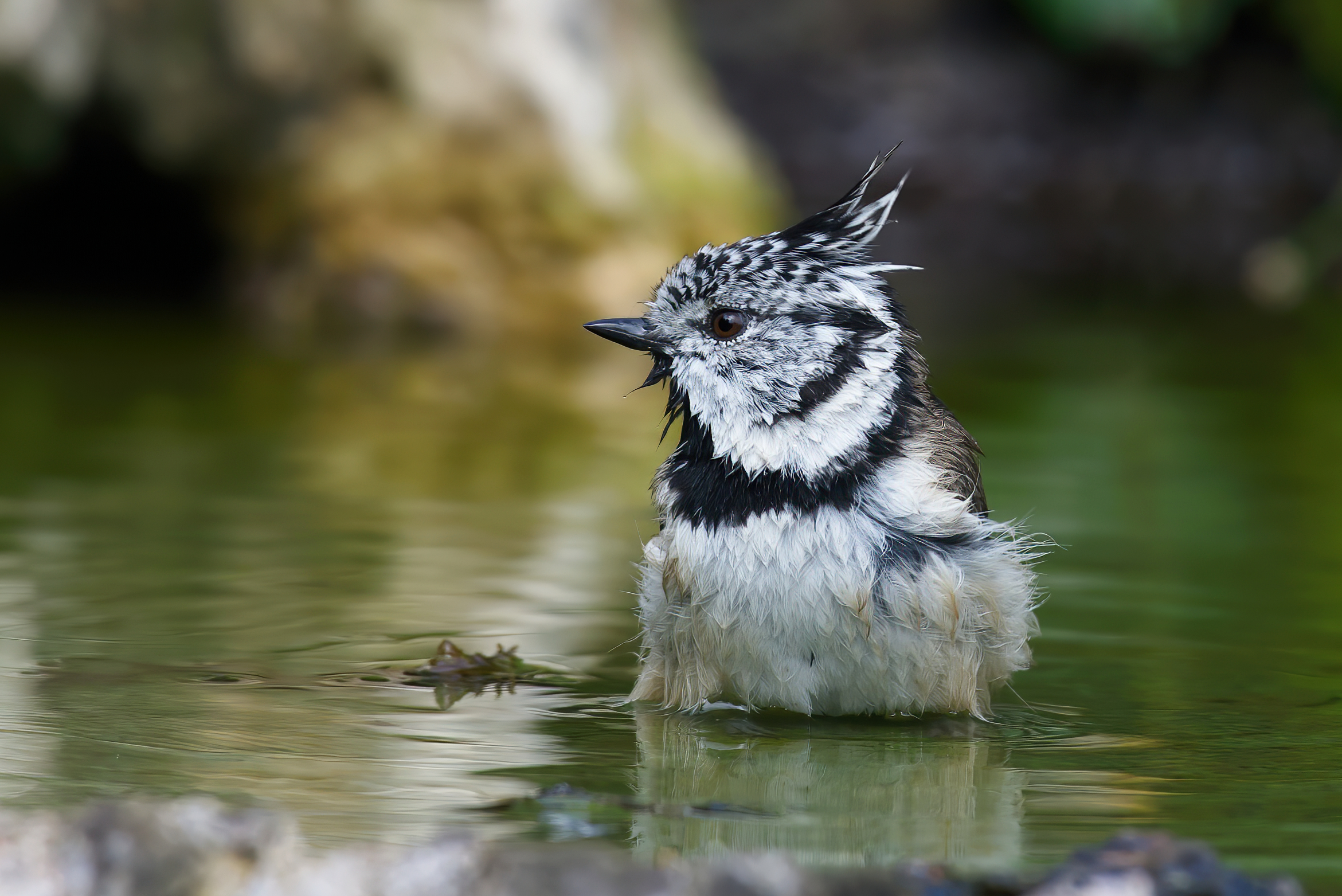 Cincia dal ciuffo (Lophophanes cristatus)