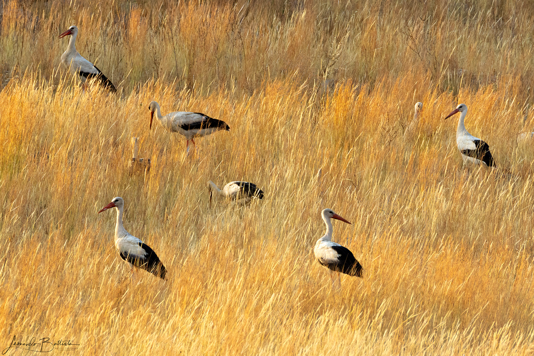 Storks in the Mediterranean steppe