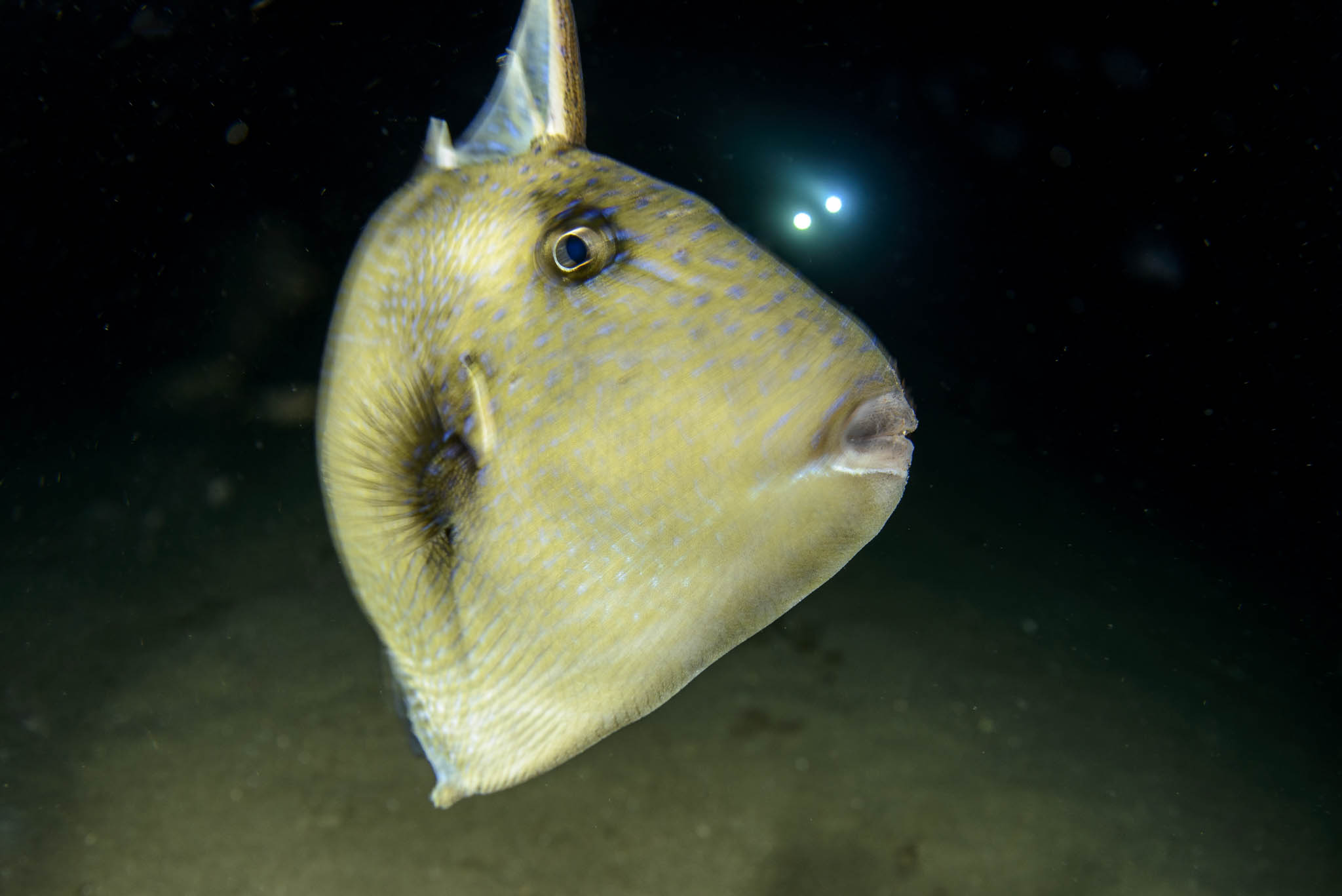 Mediterranean triggerfish