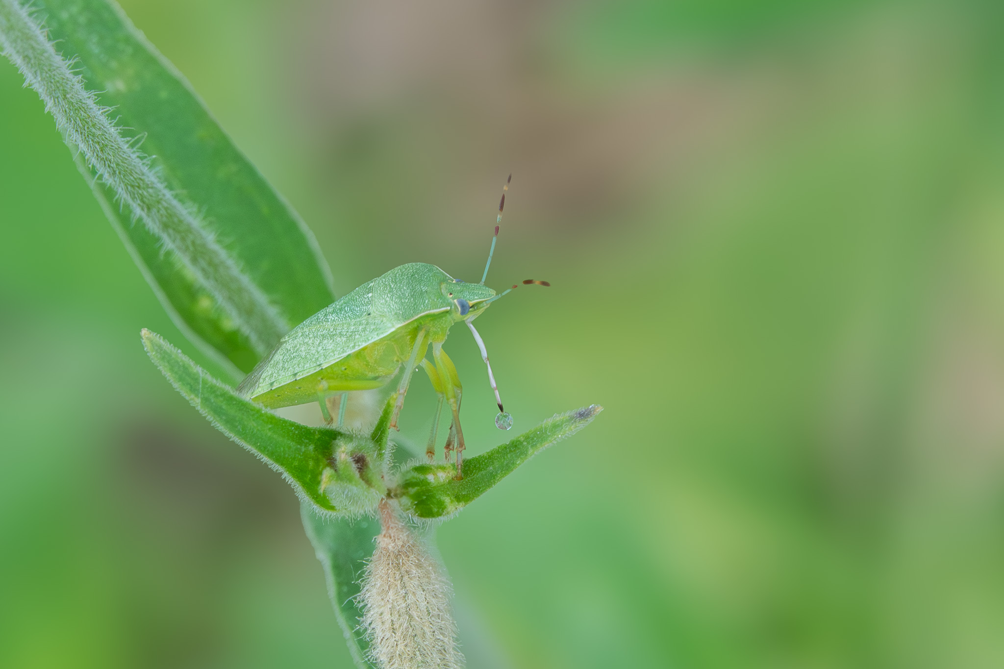 All green