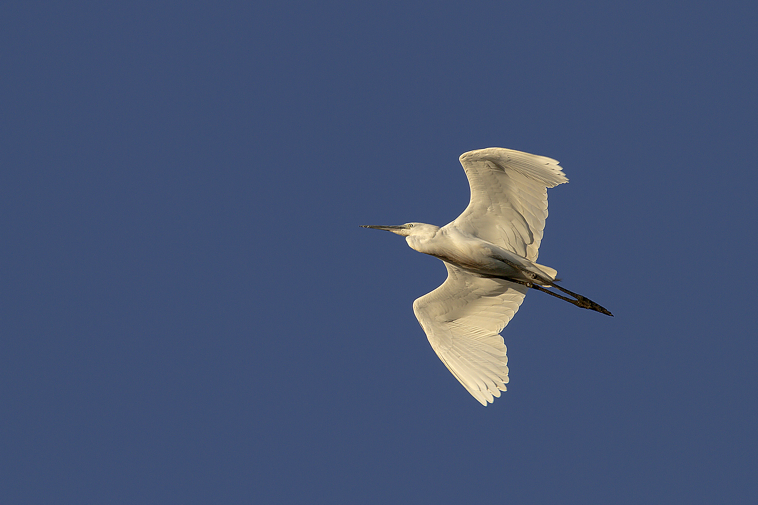 Airone bianco maggiore