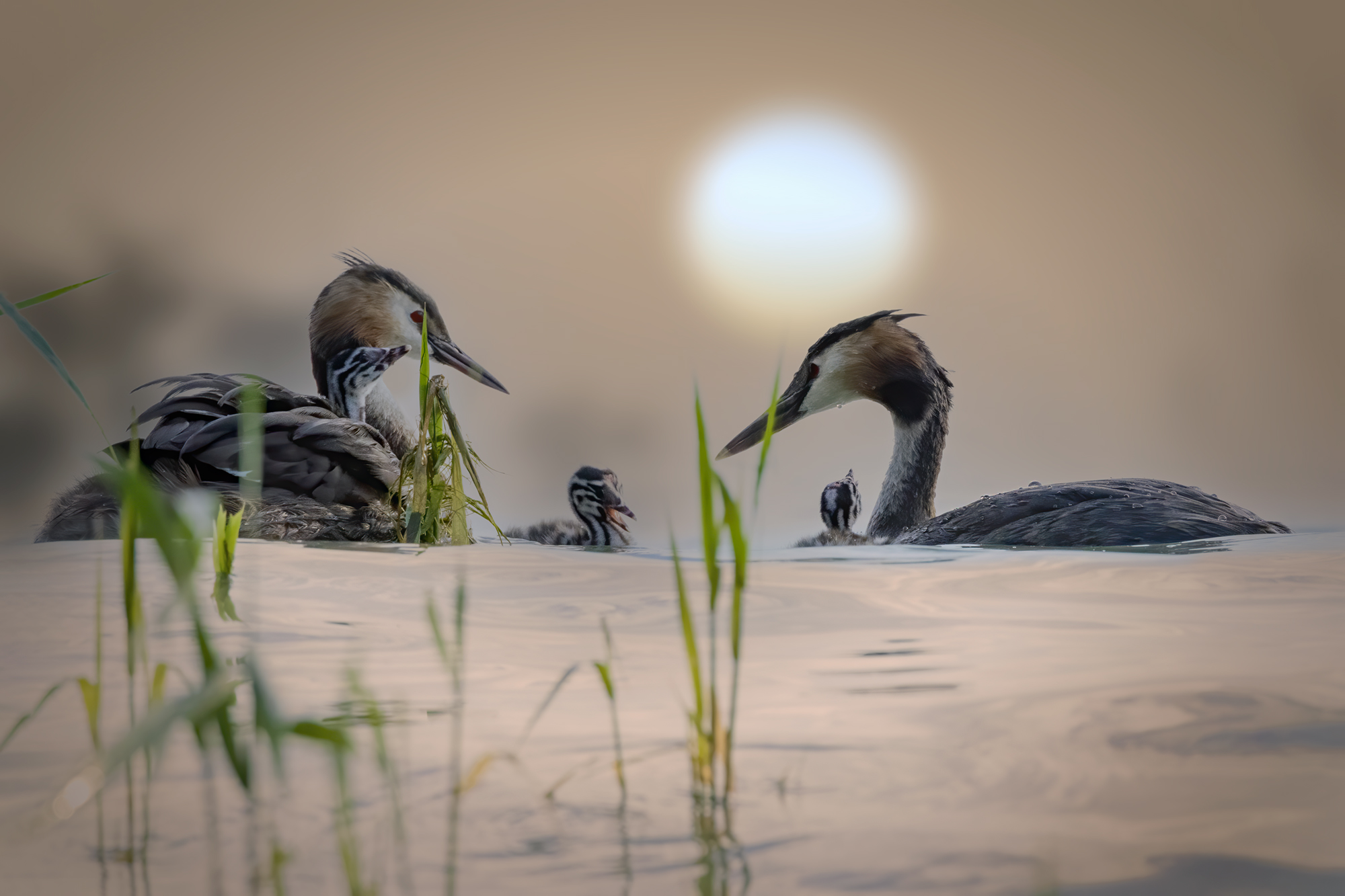 Coppia di Svassi con tre pulli