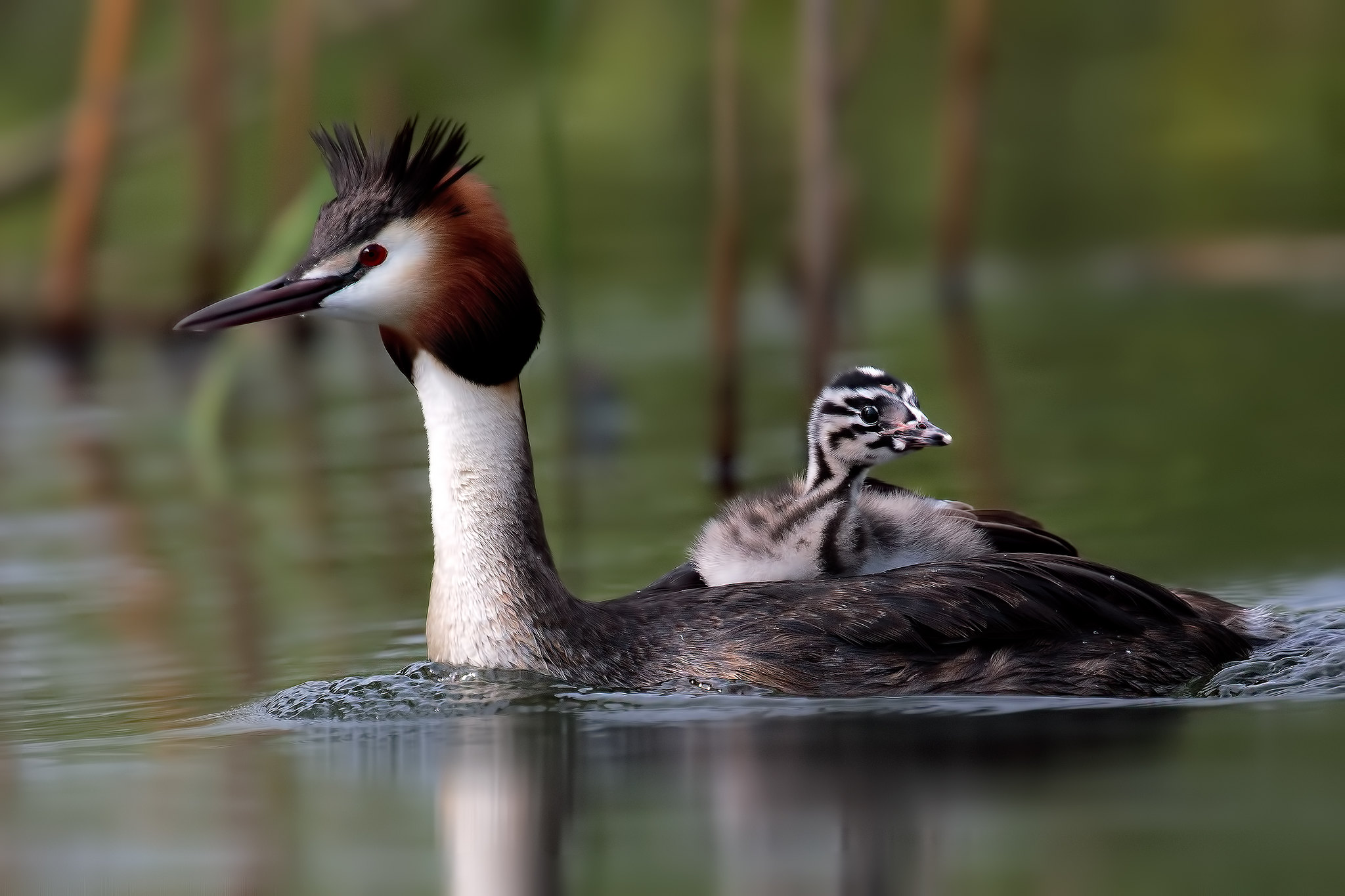 Svasso maggiore con pullo