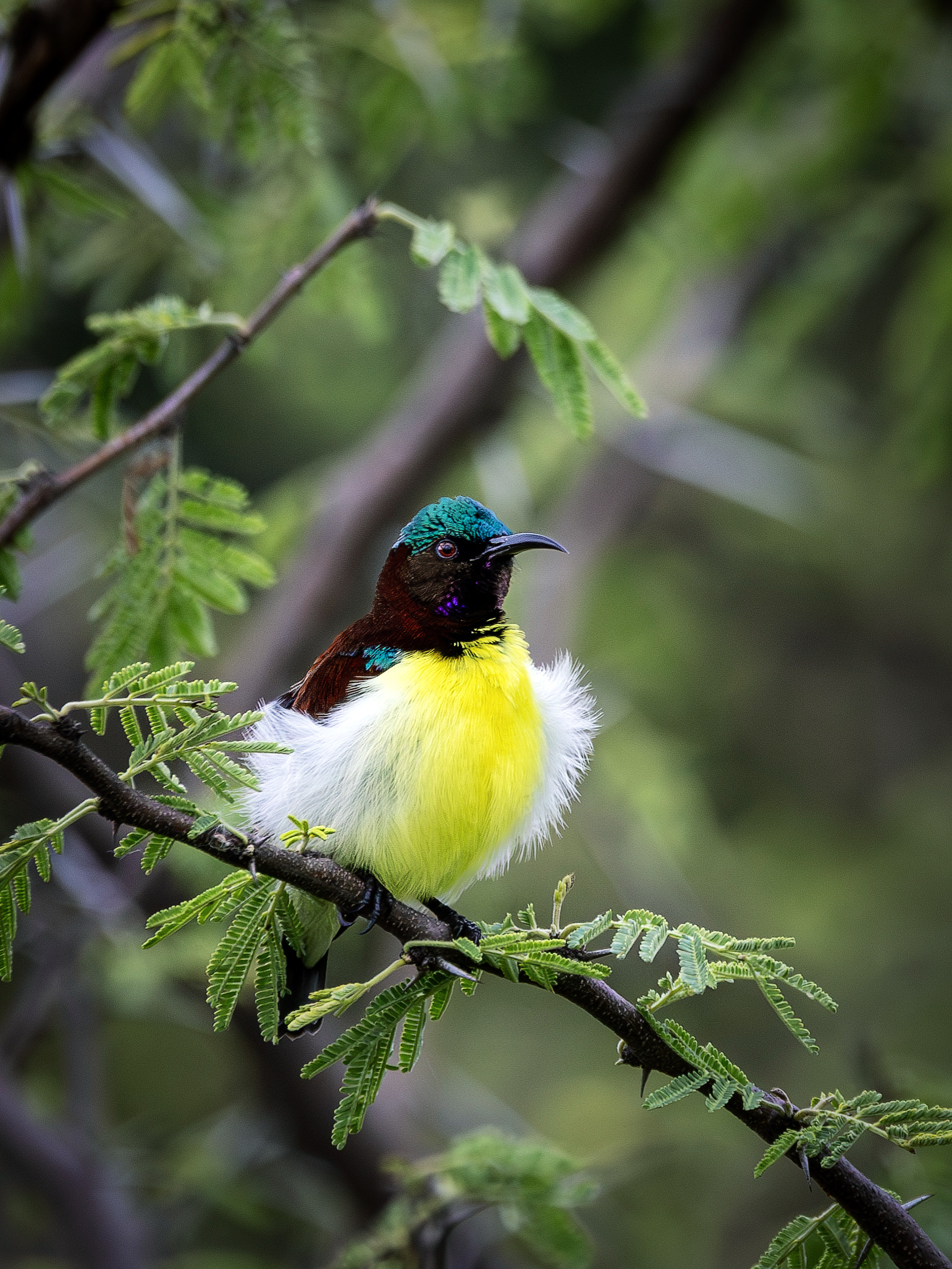 Sunbird dalla groppa viola