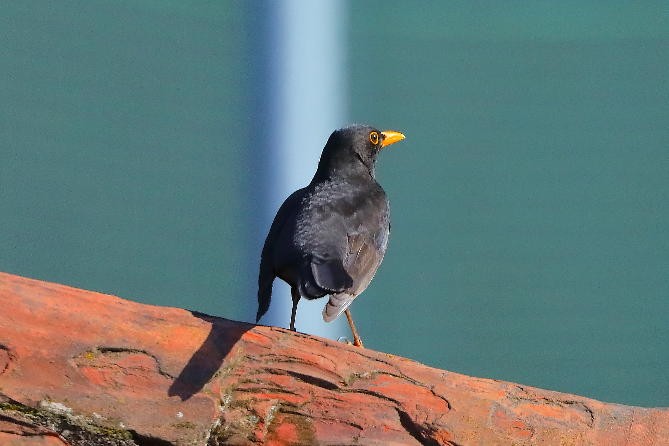 Merlo M 25 marzo 2025 - 0025
