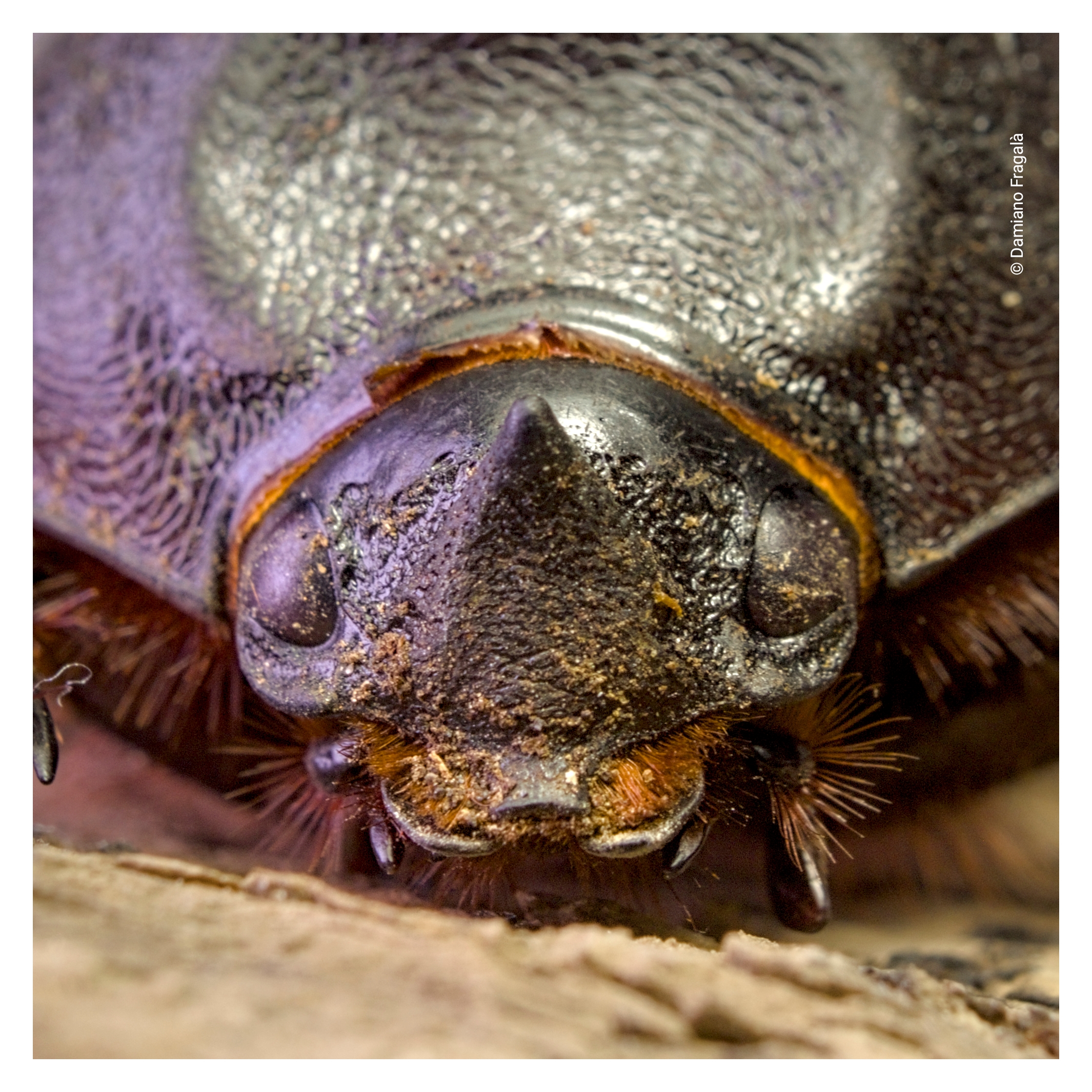 Oryctes nasicornis female