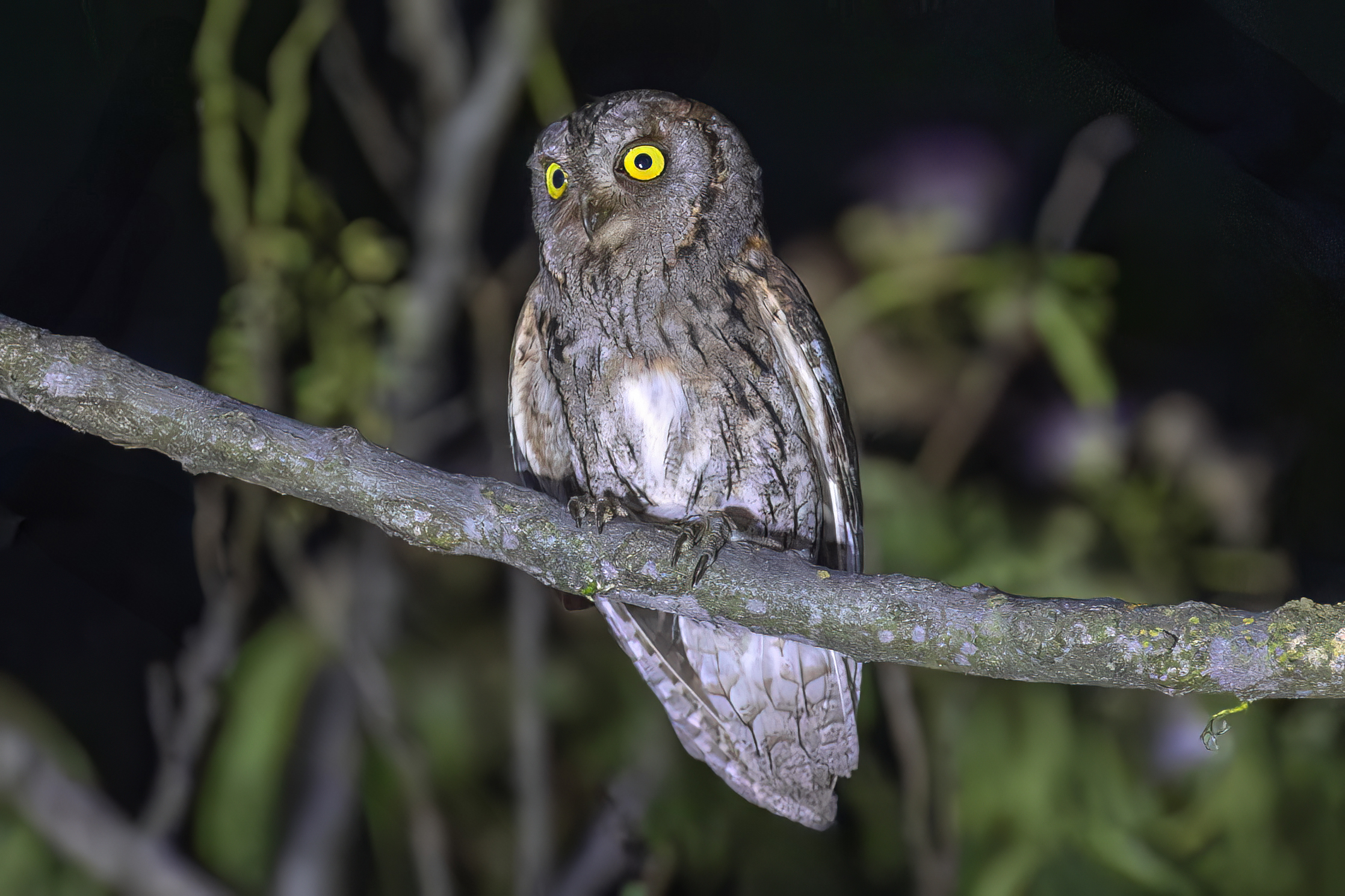 scops owl