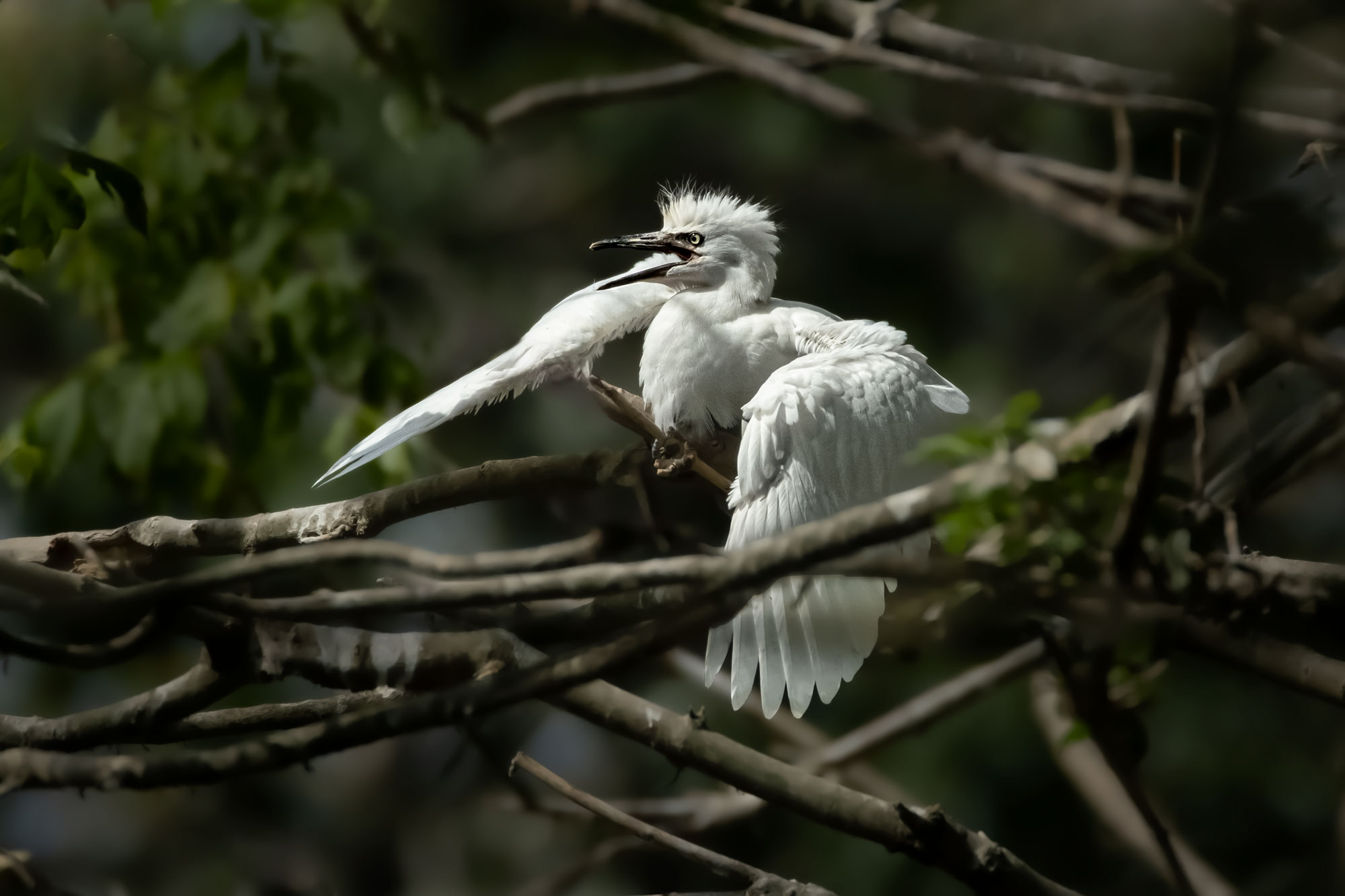 Giovane di Airone guardabuoi, tentativi di volo