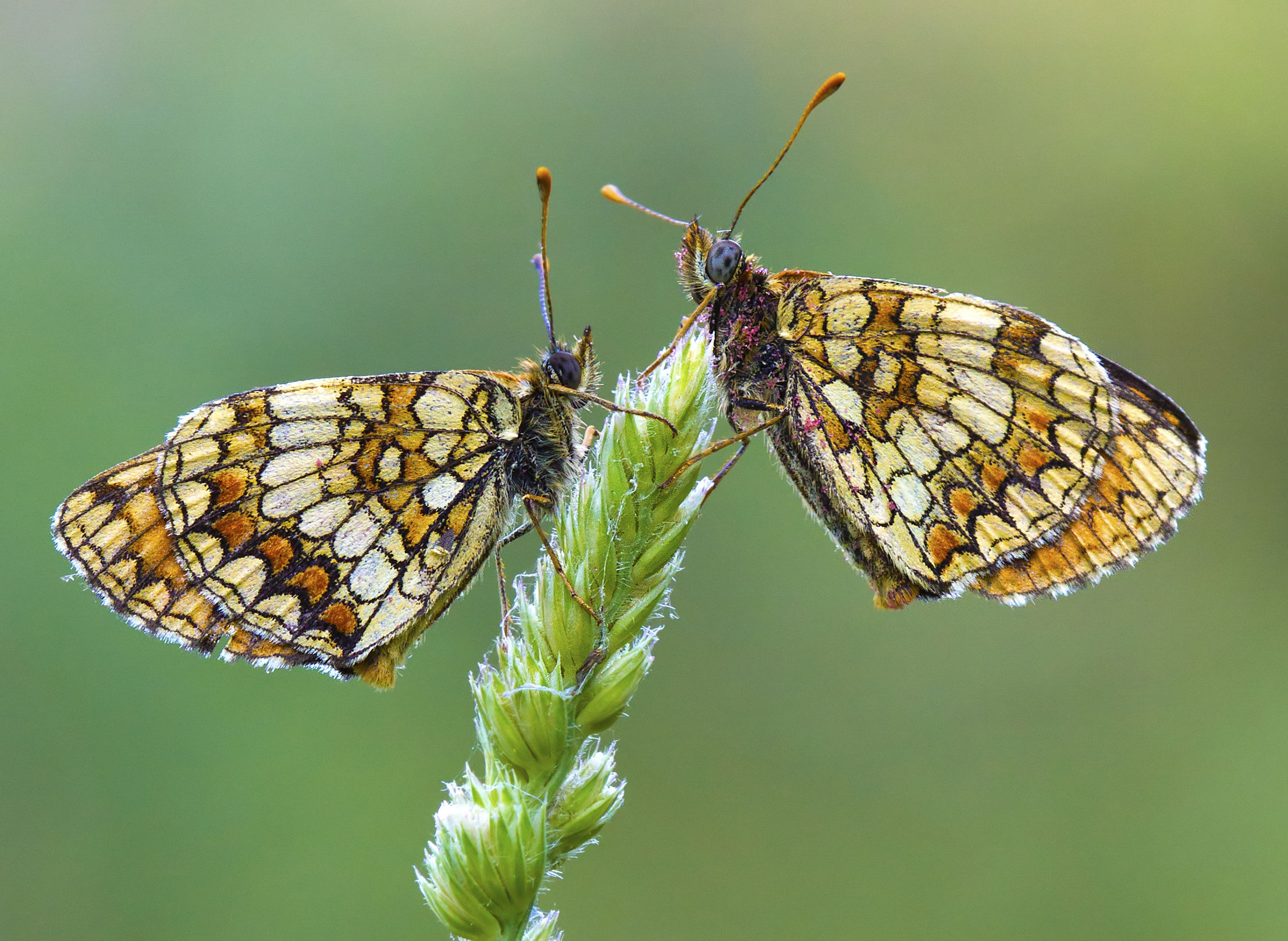 Meliaea Athalia in pairs