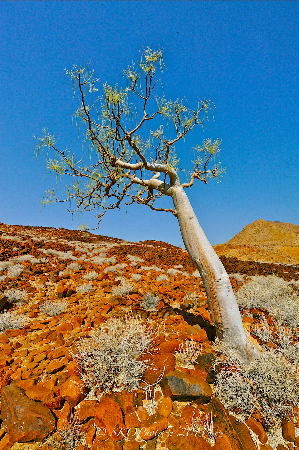 Dolerite e cespugli di Aschbush