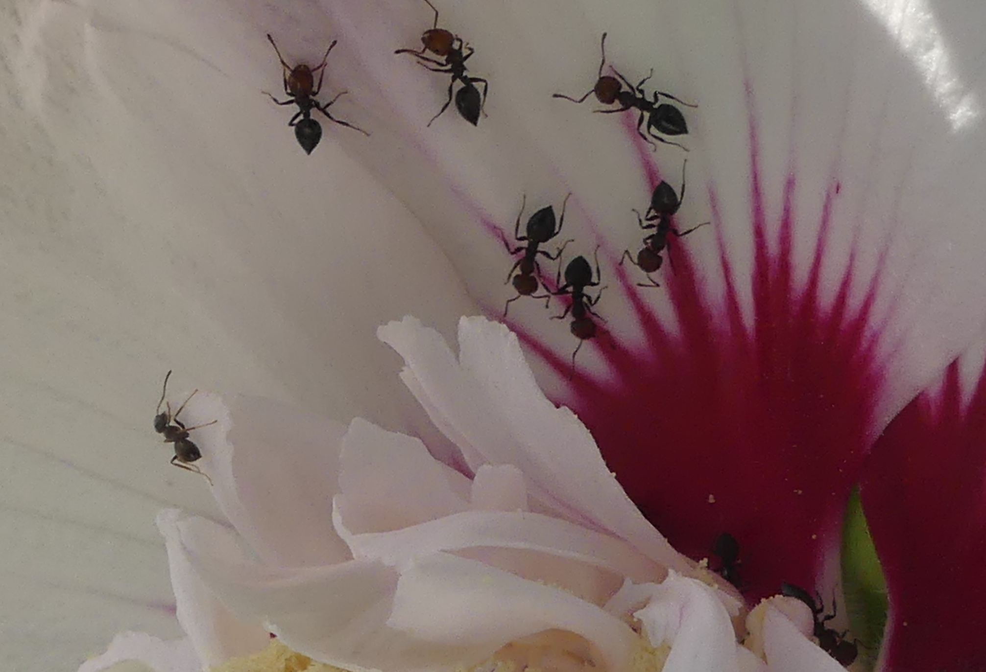 ants