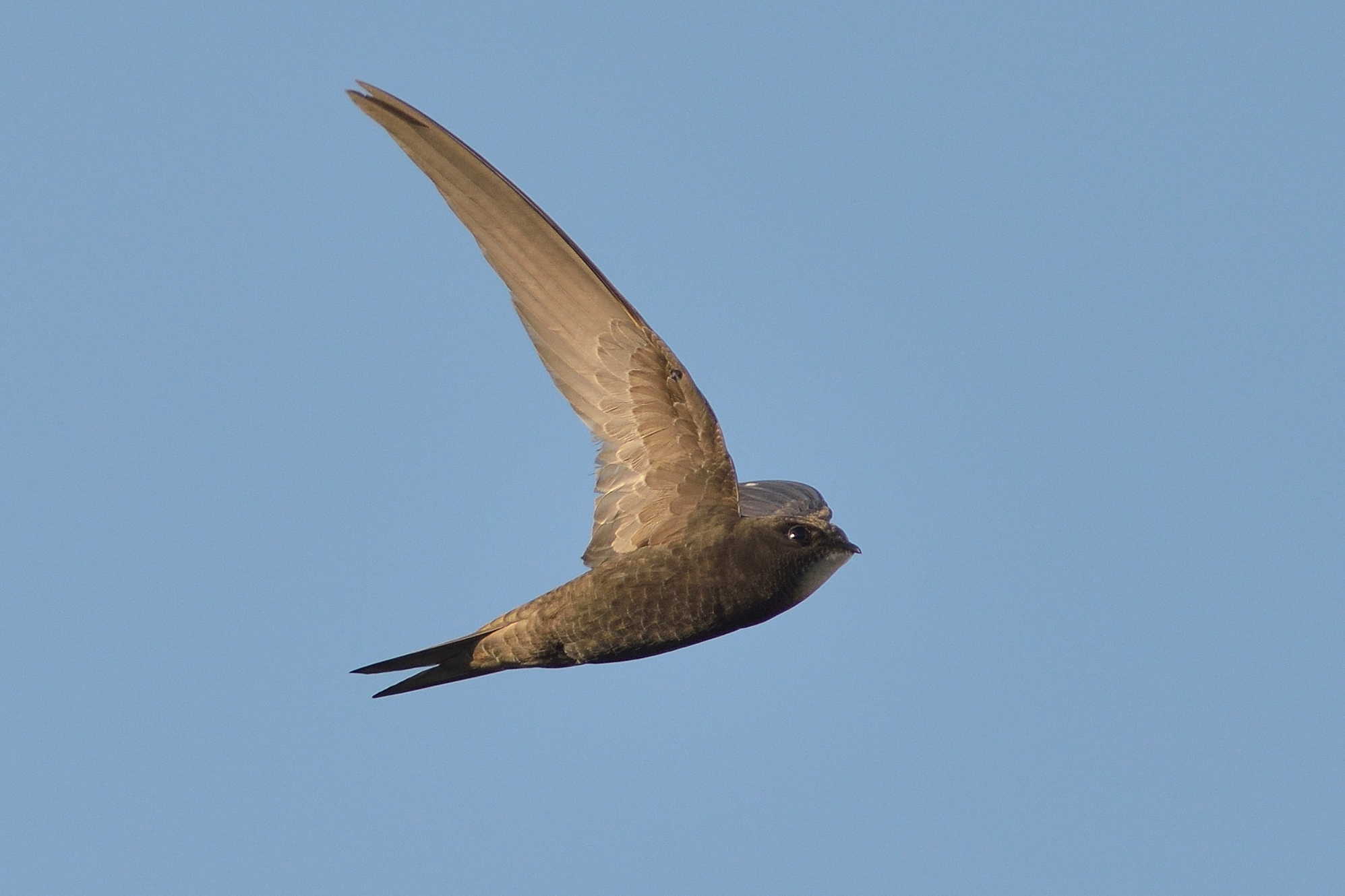 Missile fuori dalla finestra