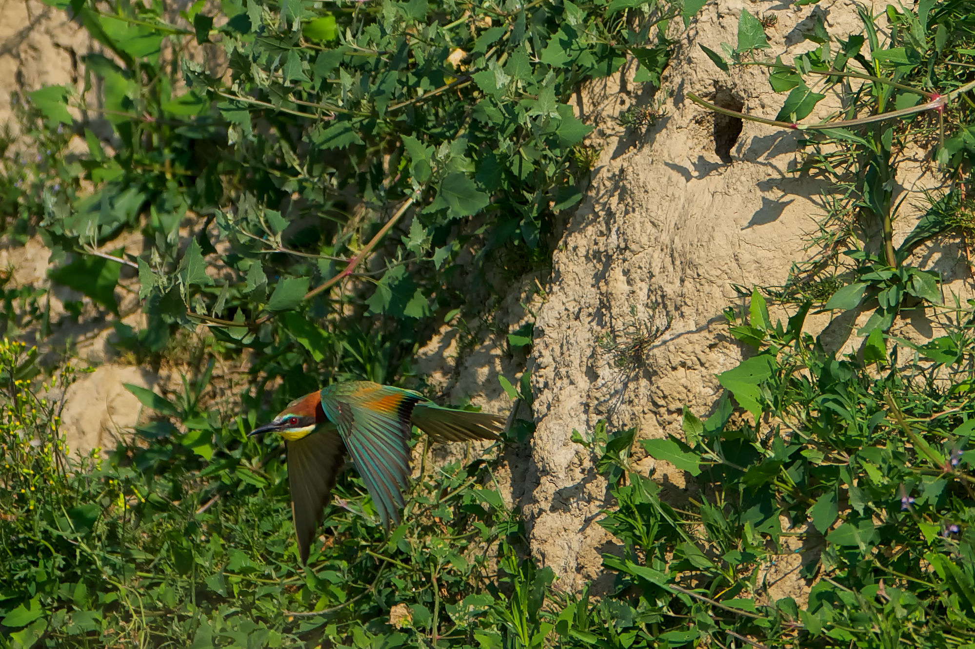 4 - Meropus-eater Bee-eater -