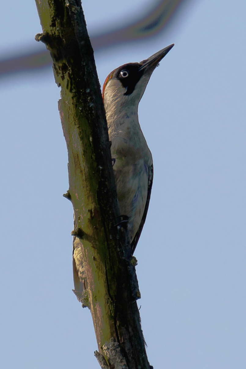 Picchio verde