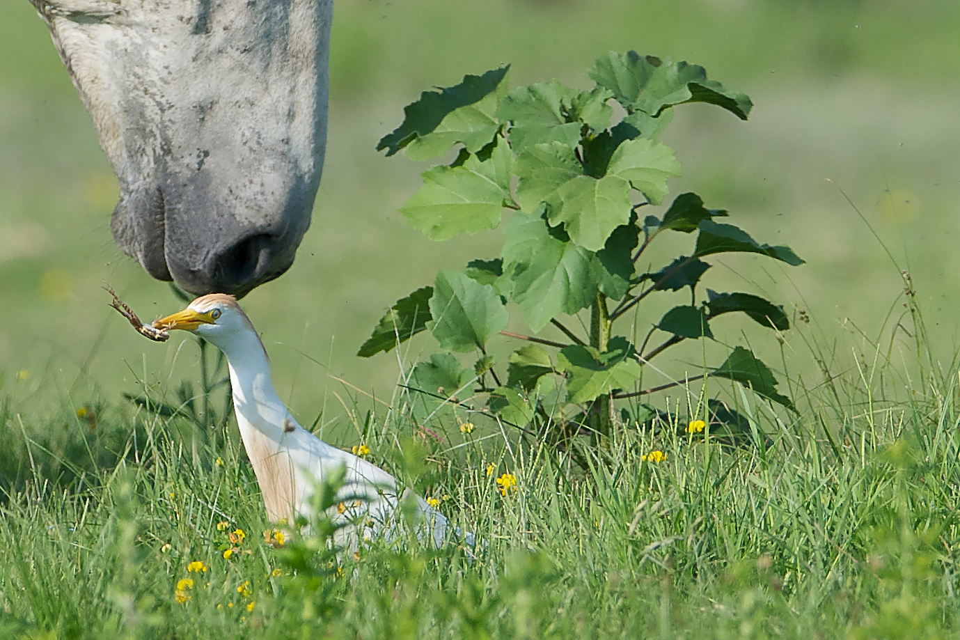 5 - Cattle Egret-Babulcus ibis -