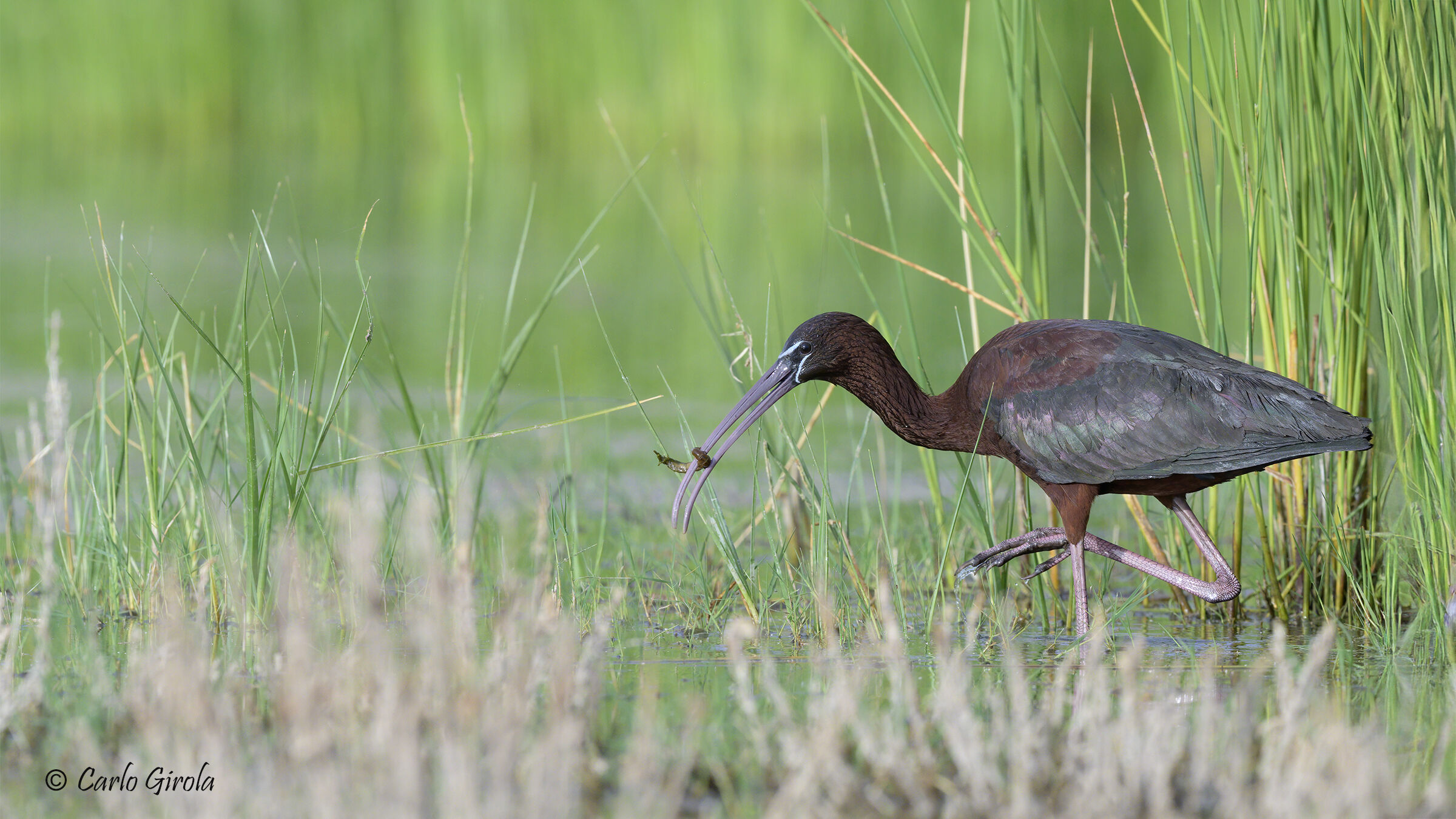 Mignattaio (Plegadis falcinellus)