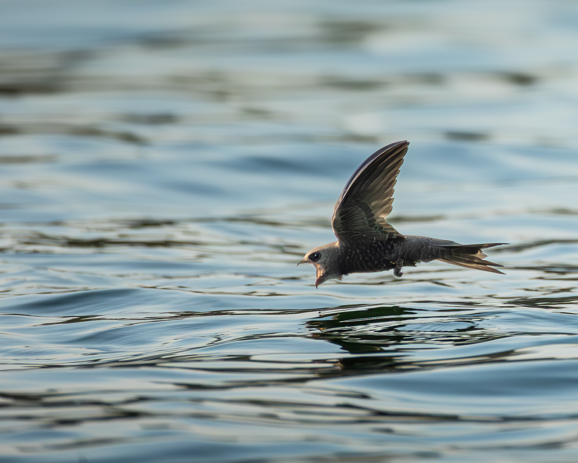 The hunt for the swift