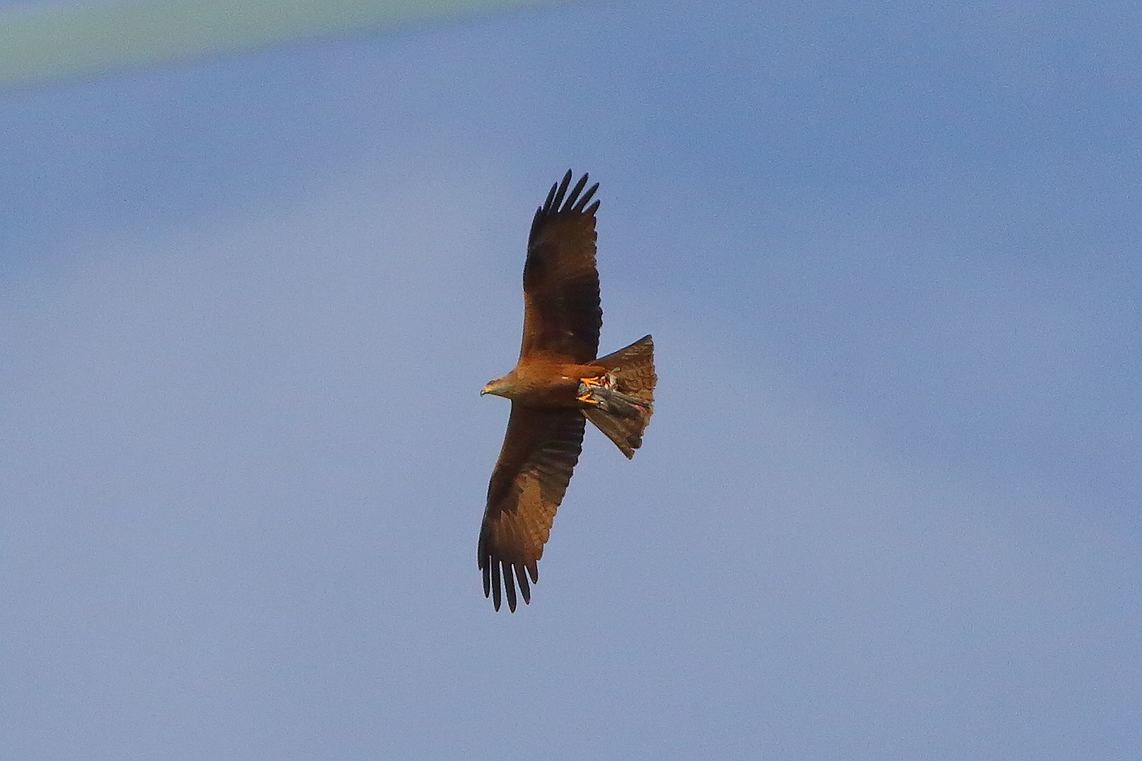 Nibbio bruno 28 marzo 2025 - 0077