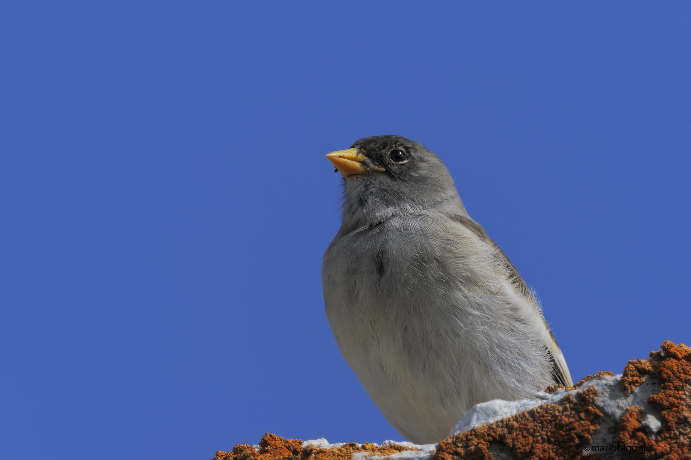 Young alpine finch