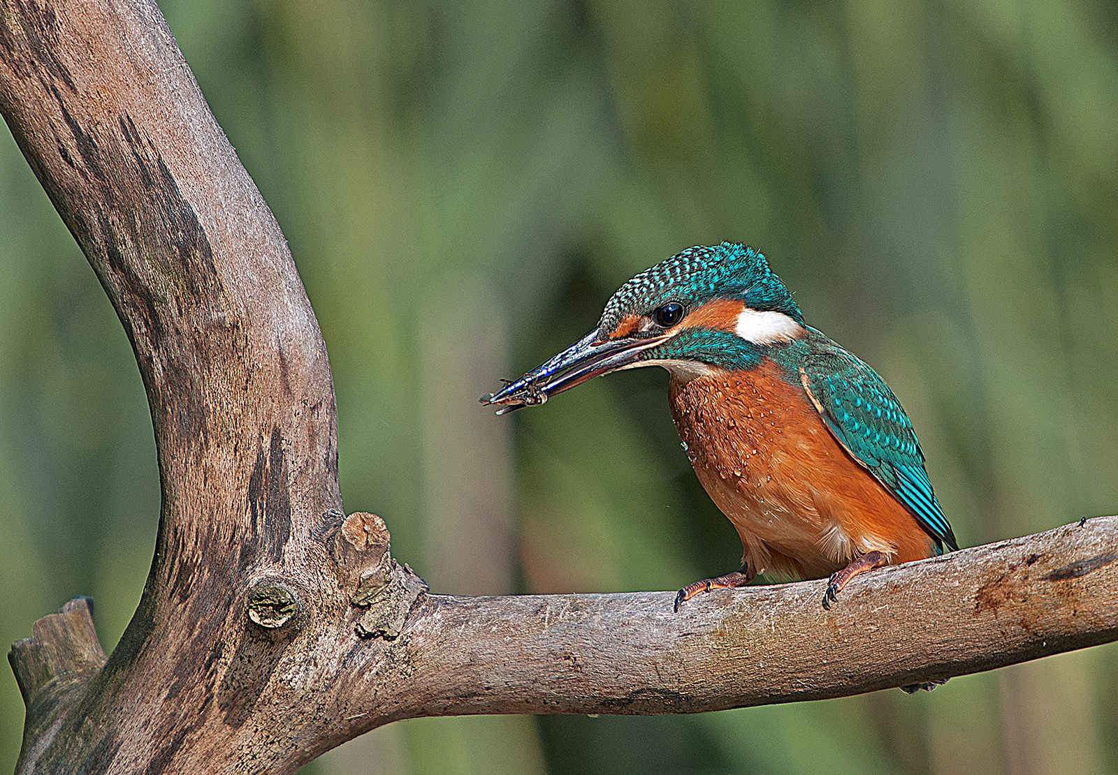 Kingfisher