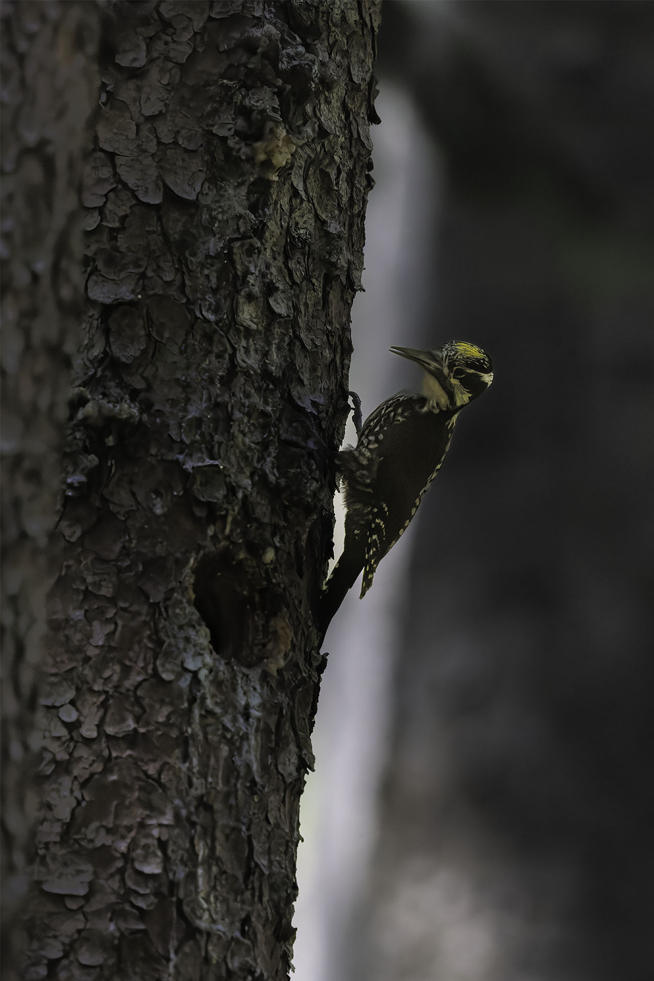 Three-toed woodpecker