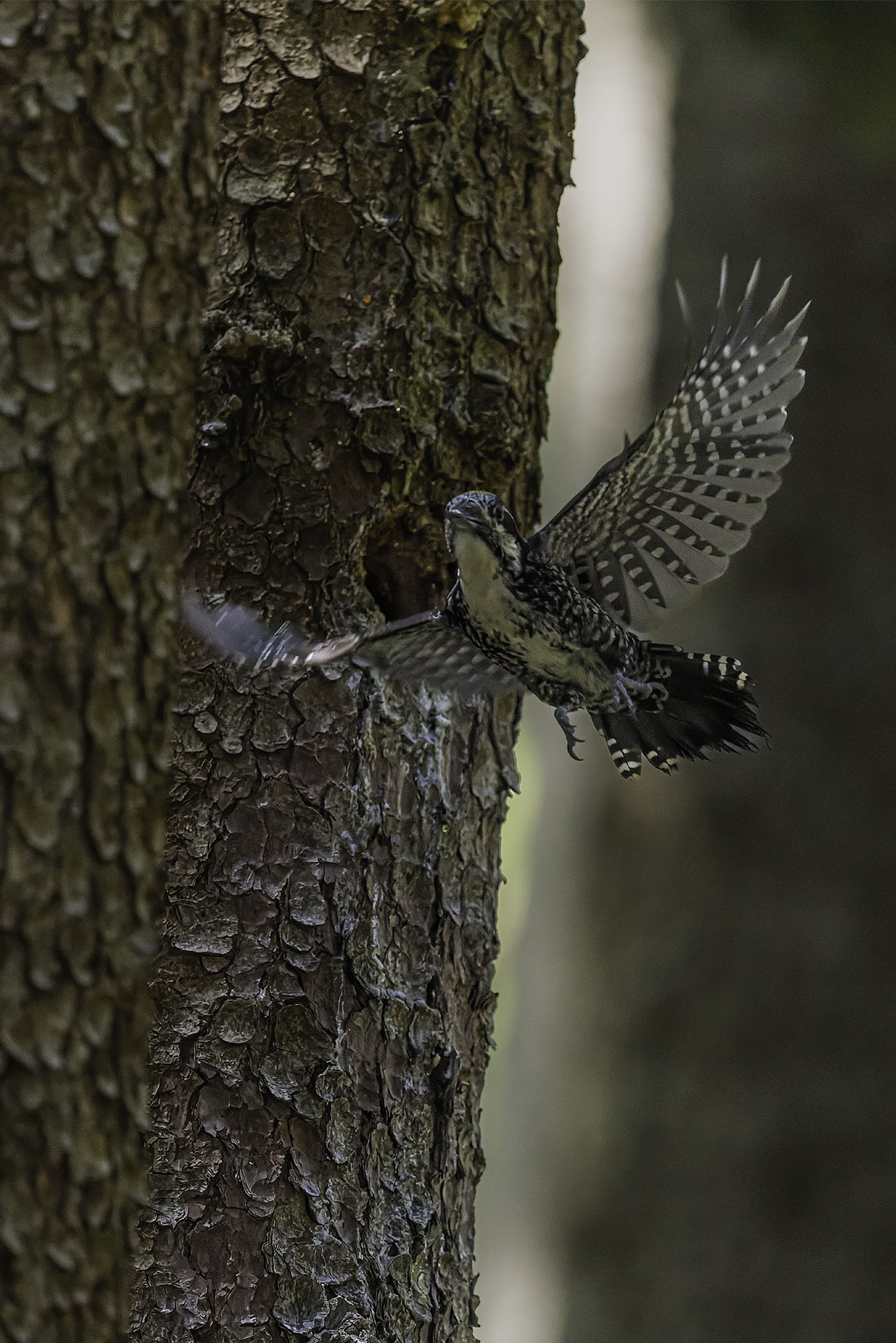 Three-toed woodpecker