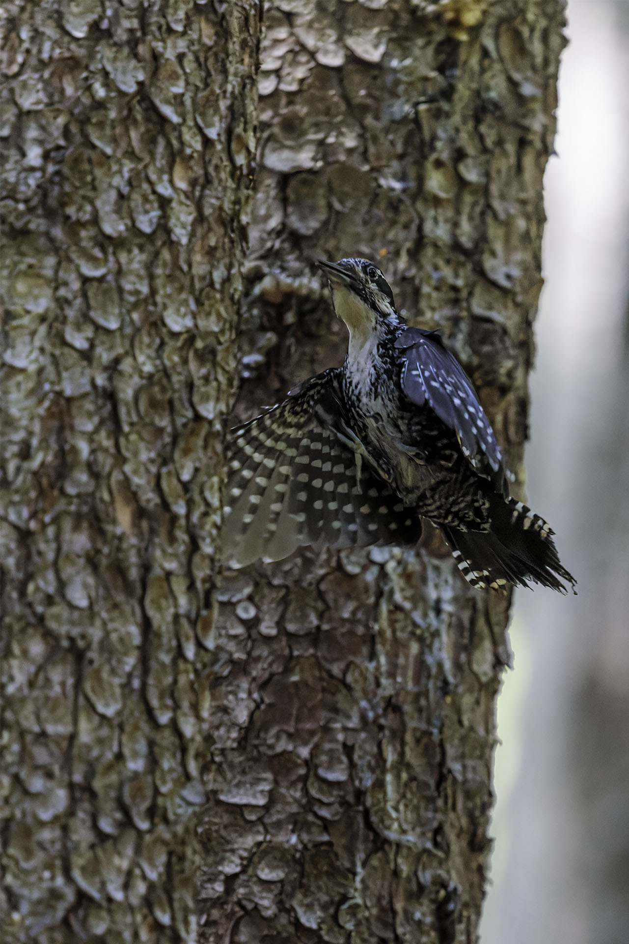 Three-toed woodpecker