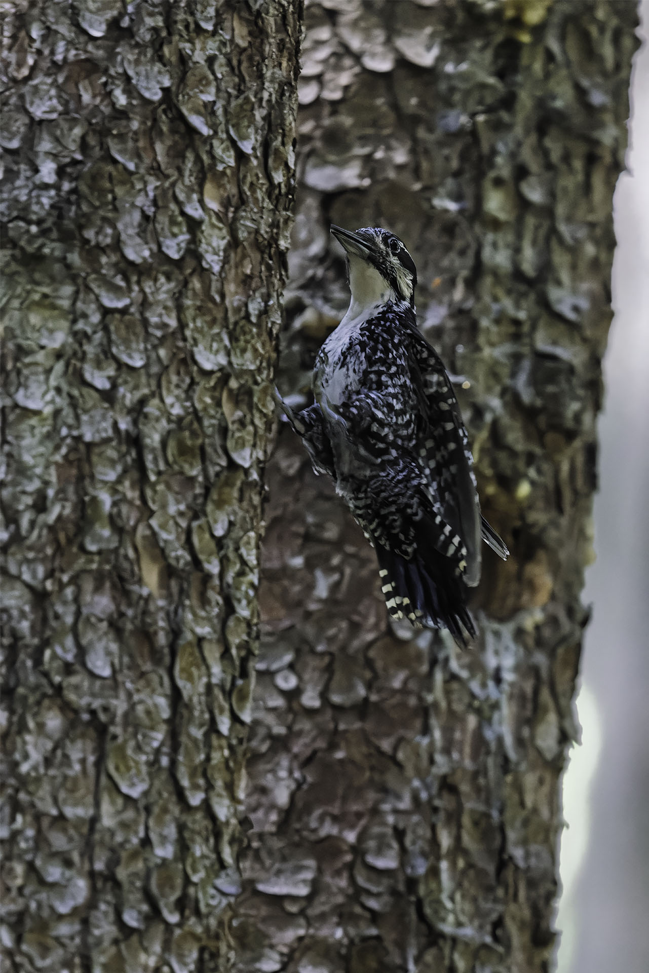 Three-toed woodpecker