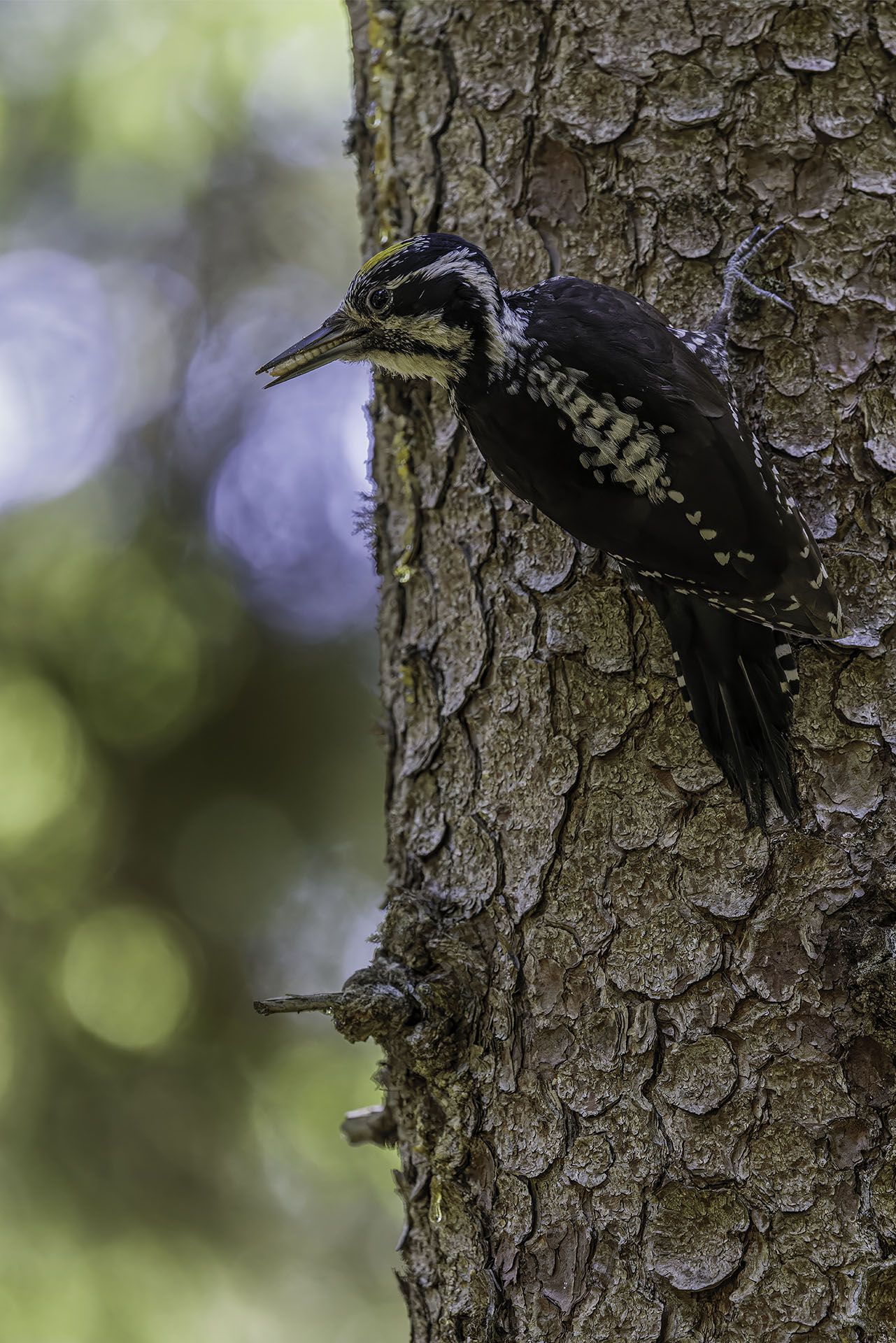 Three-toed woodpecker