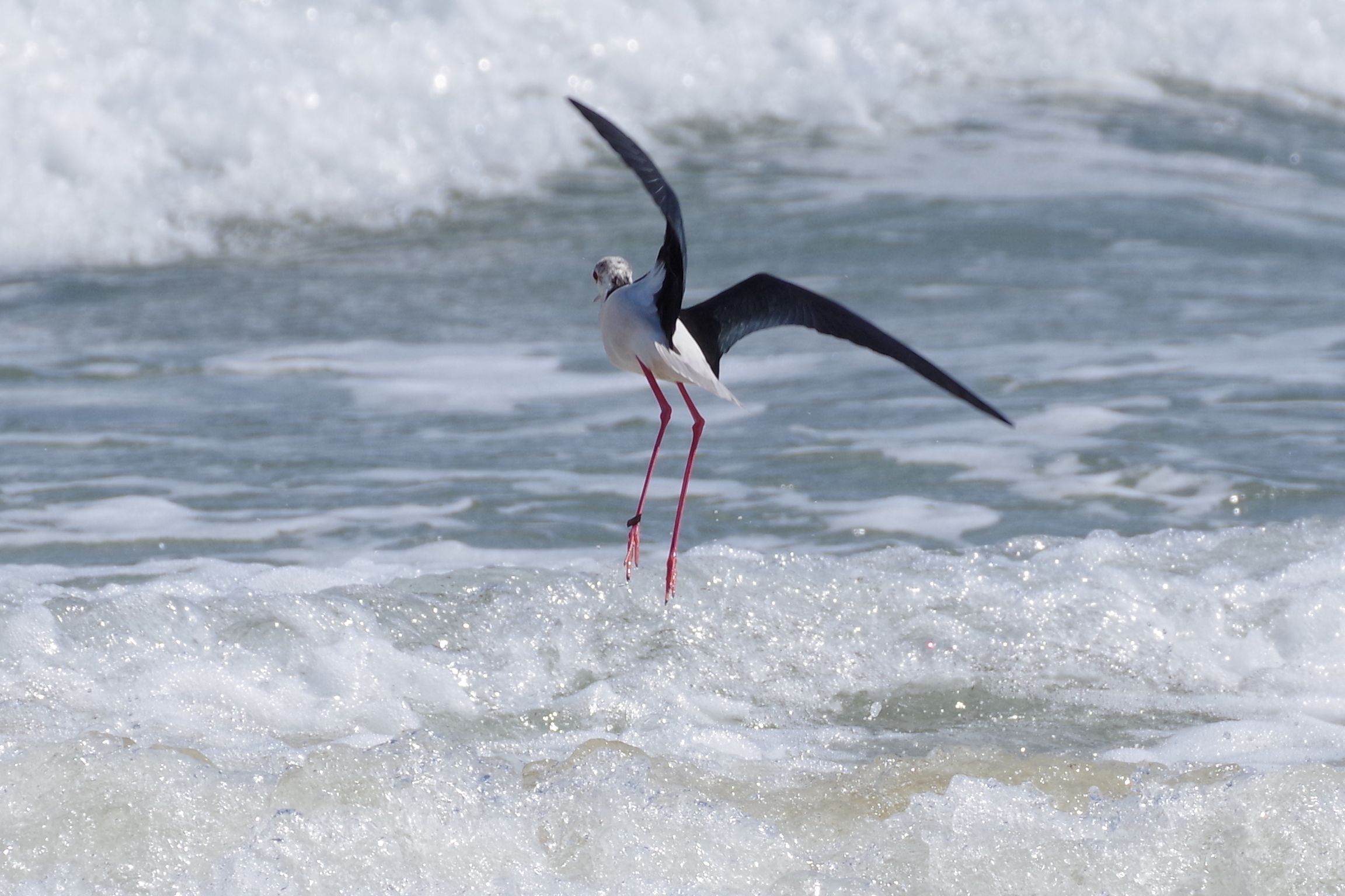 Black-winged Stilt