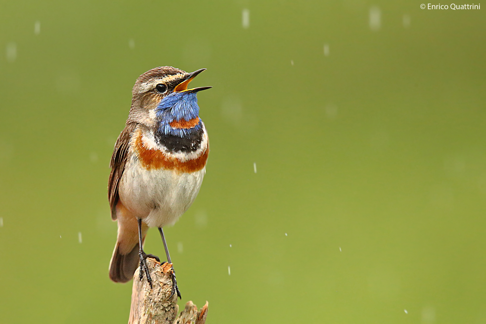 Bluethroat